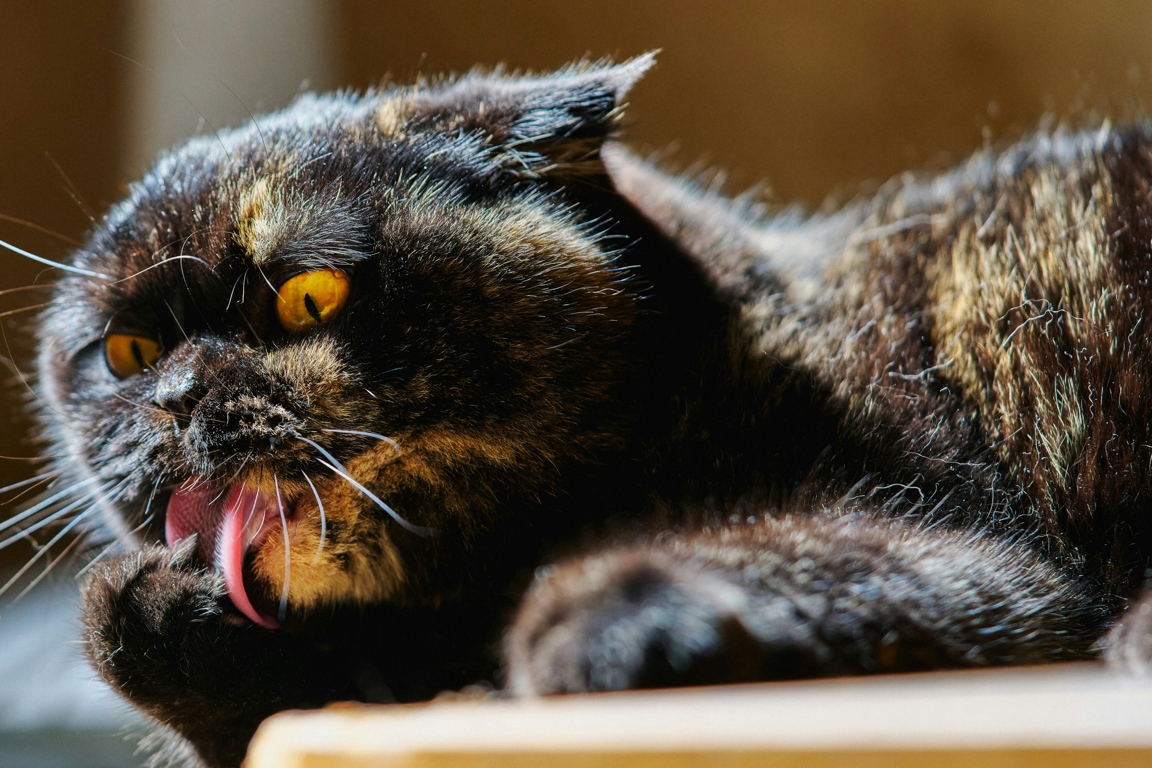 Eine Katze mit dunklem Fell und großen gelben Augen, die sich die Pfote leckt