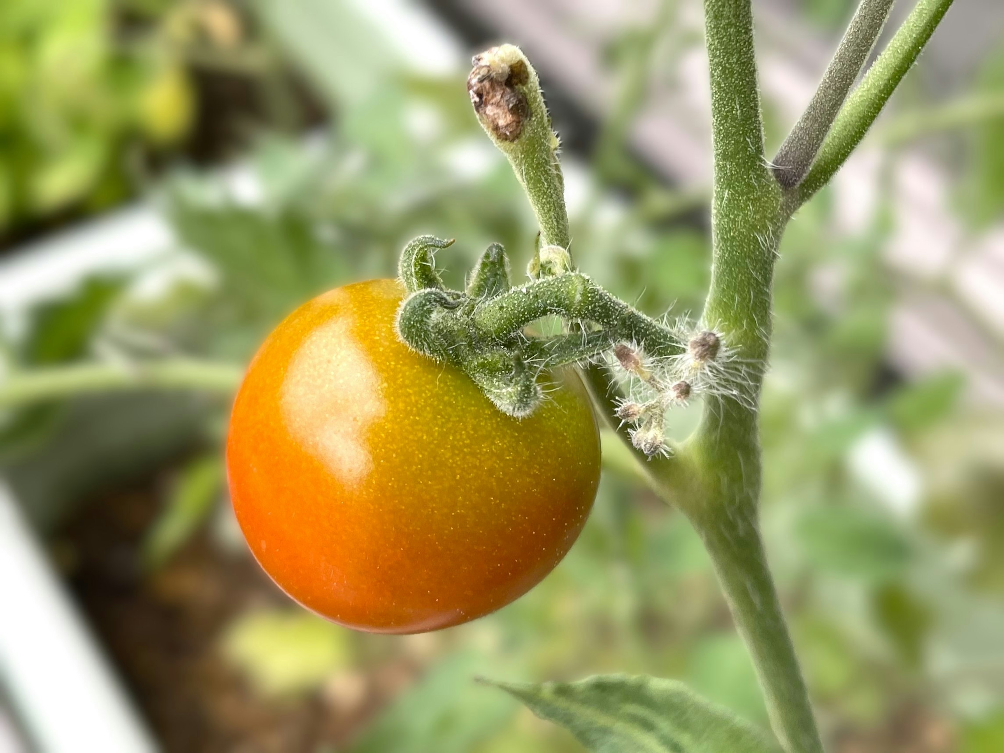 A small tomato fruit hanging on a green stem