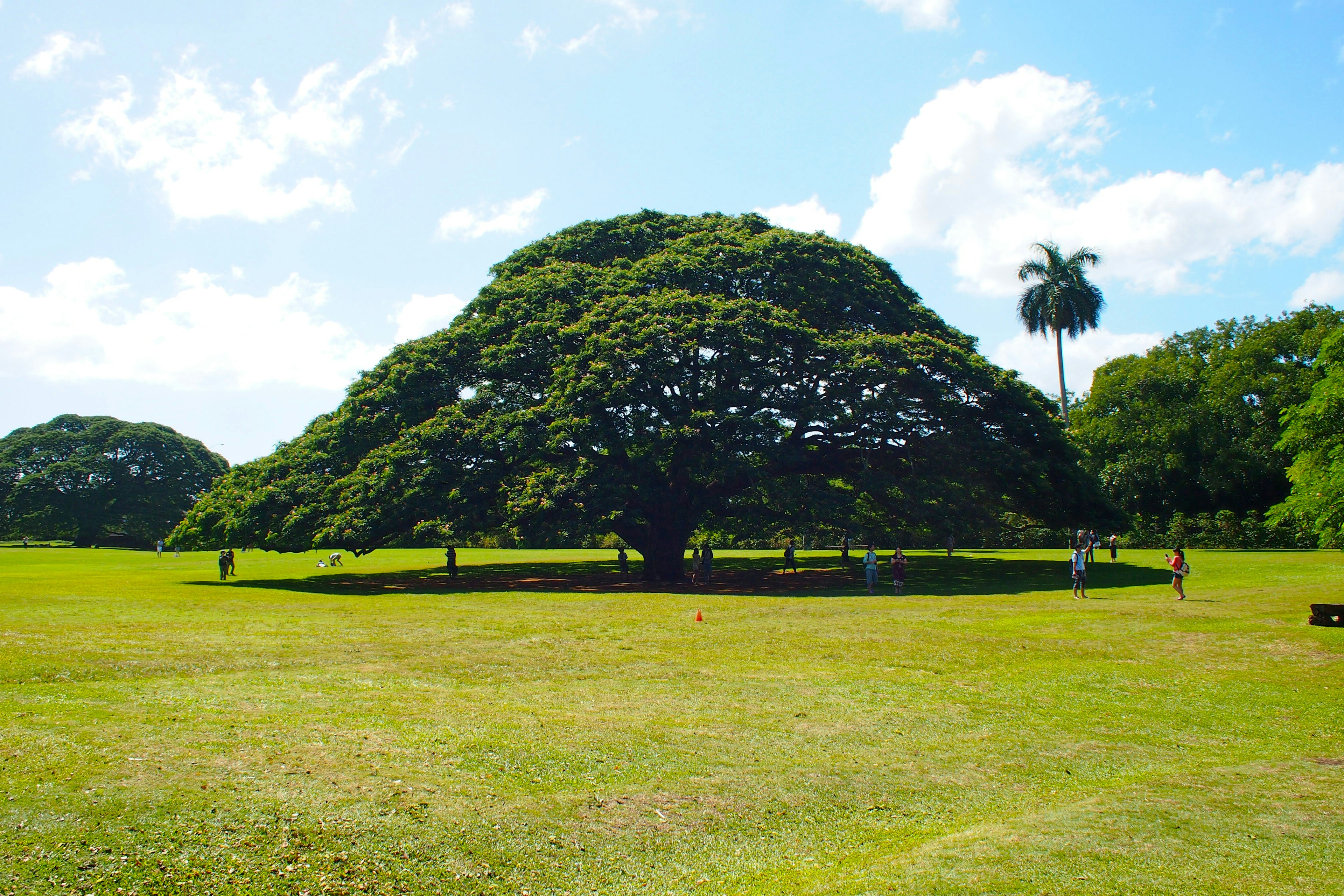 Large tree with a broad canopy in a green field