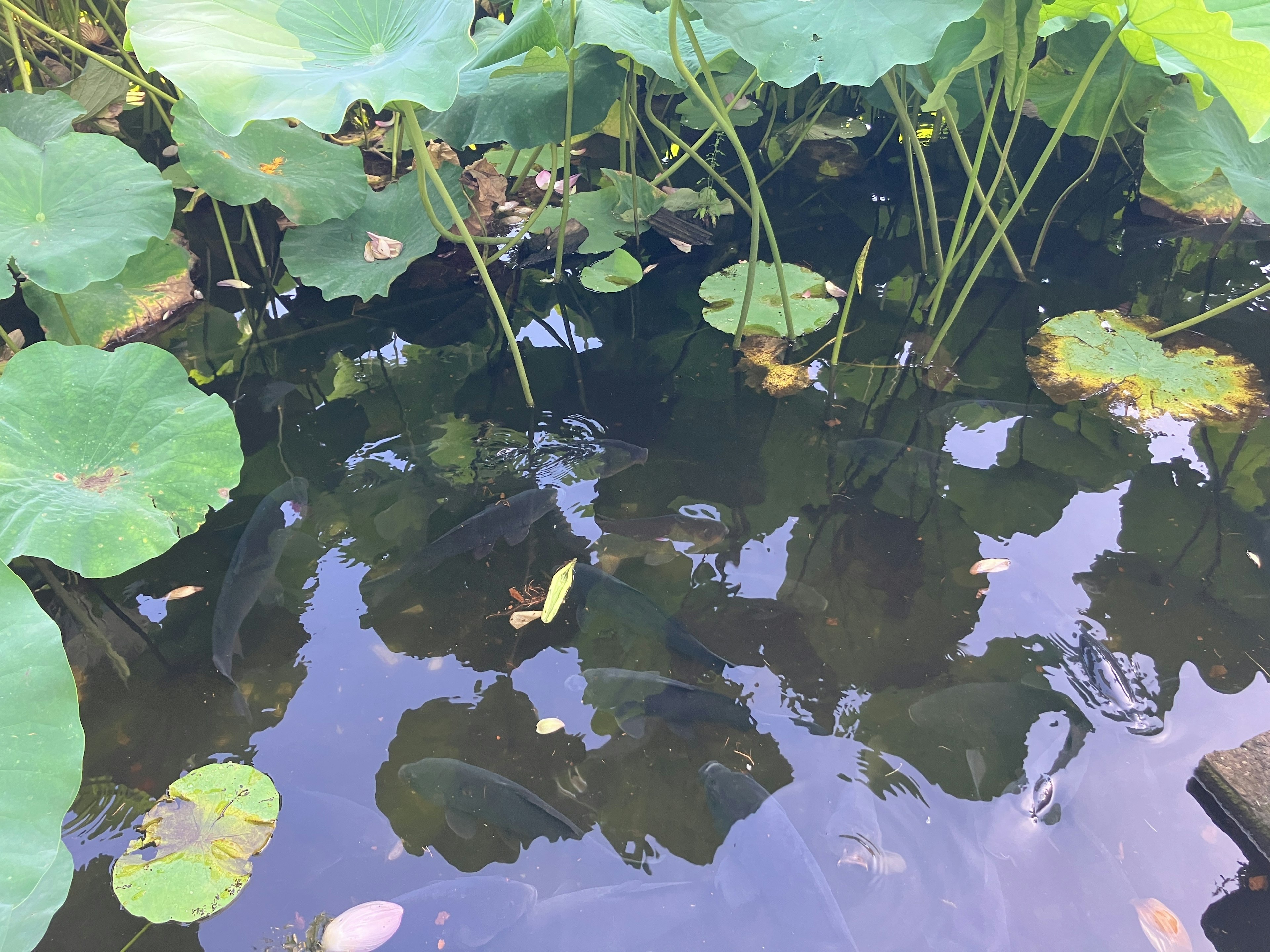 Reflexion von grünen Blättern und Wasserpflanzen auf der Wasseroberfläche