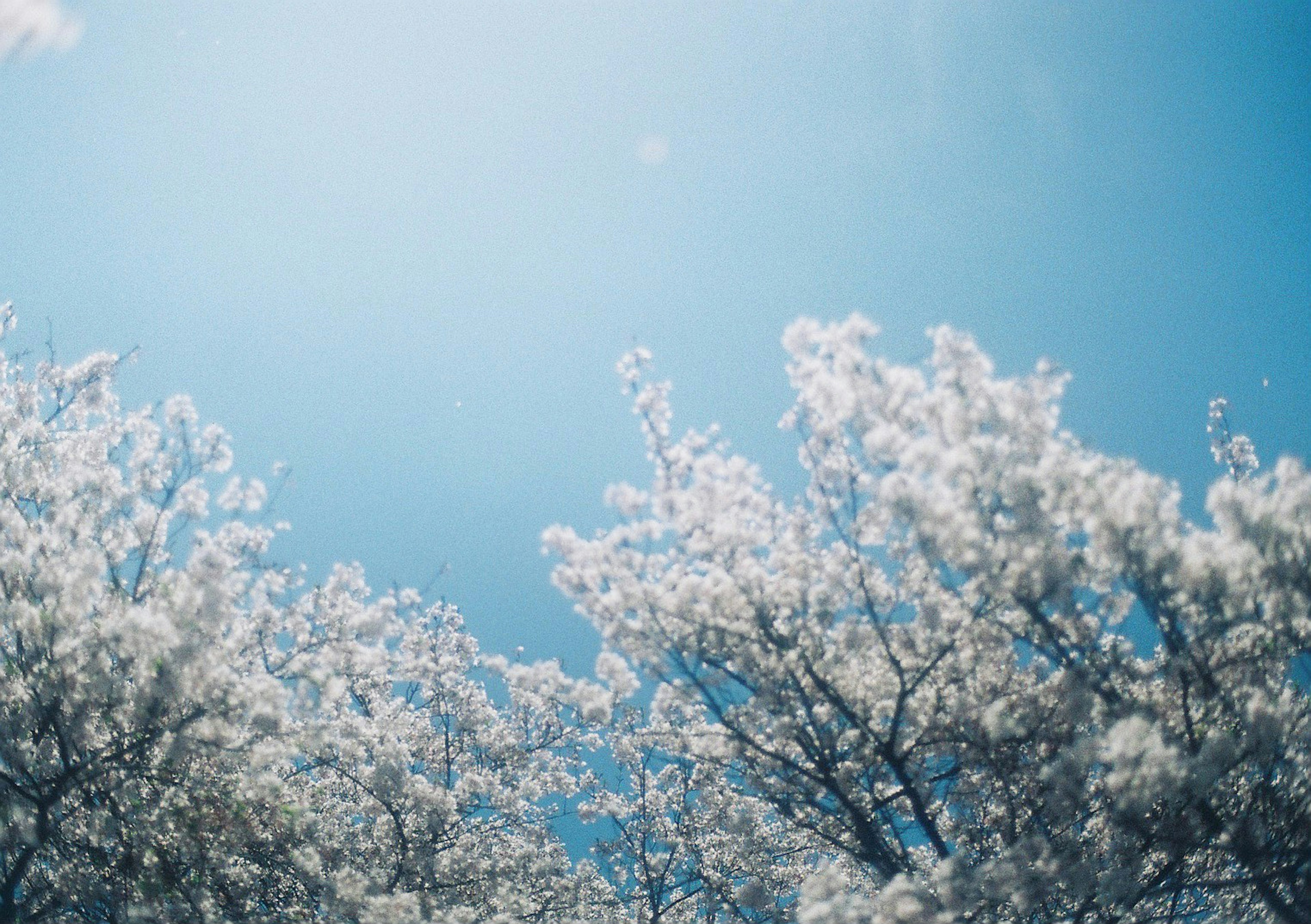 Weiße blühende Bäume unter einem klaren blauen Himmel