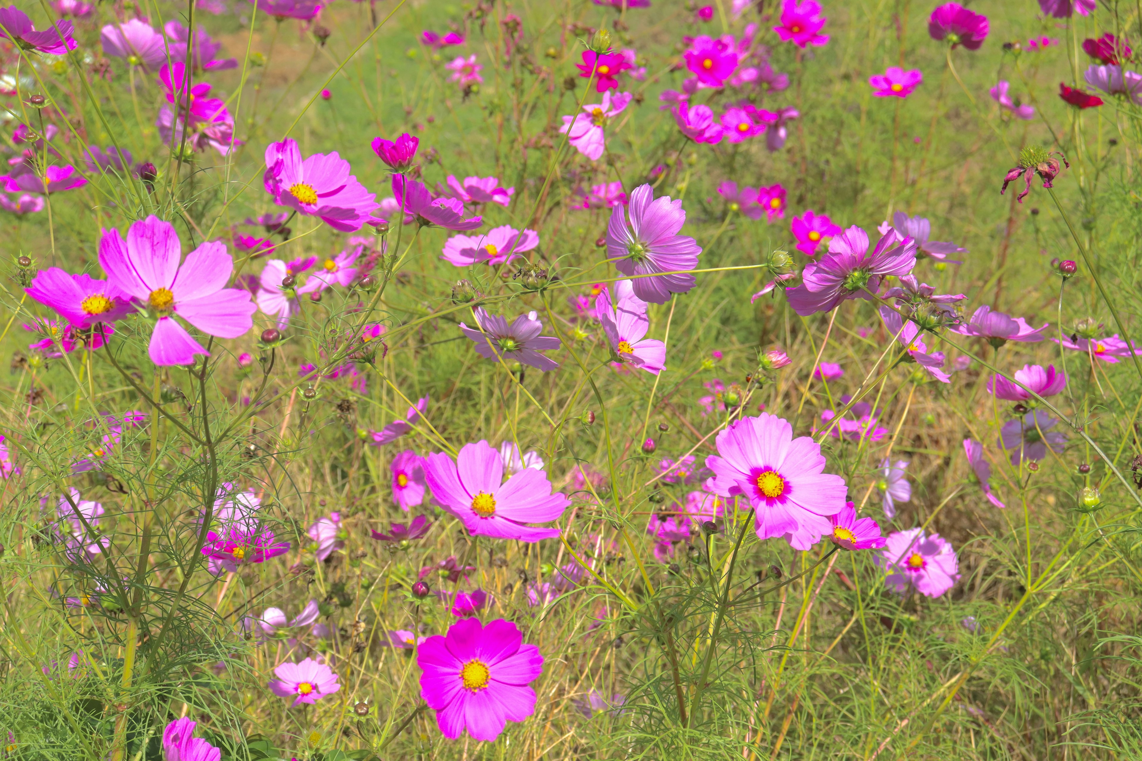 Ladang bunga cosmos merah muda yang cerah yang sedang mekar