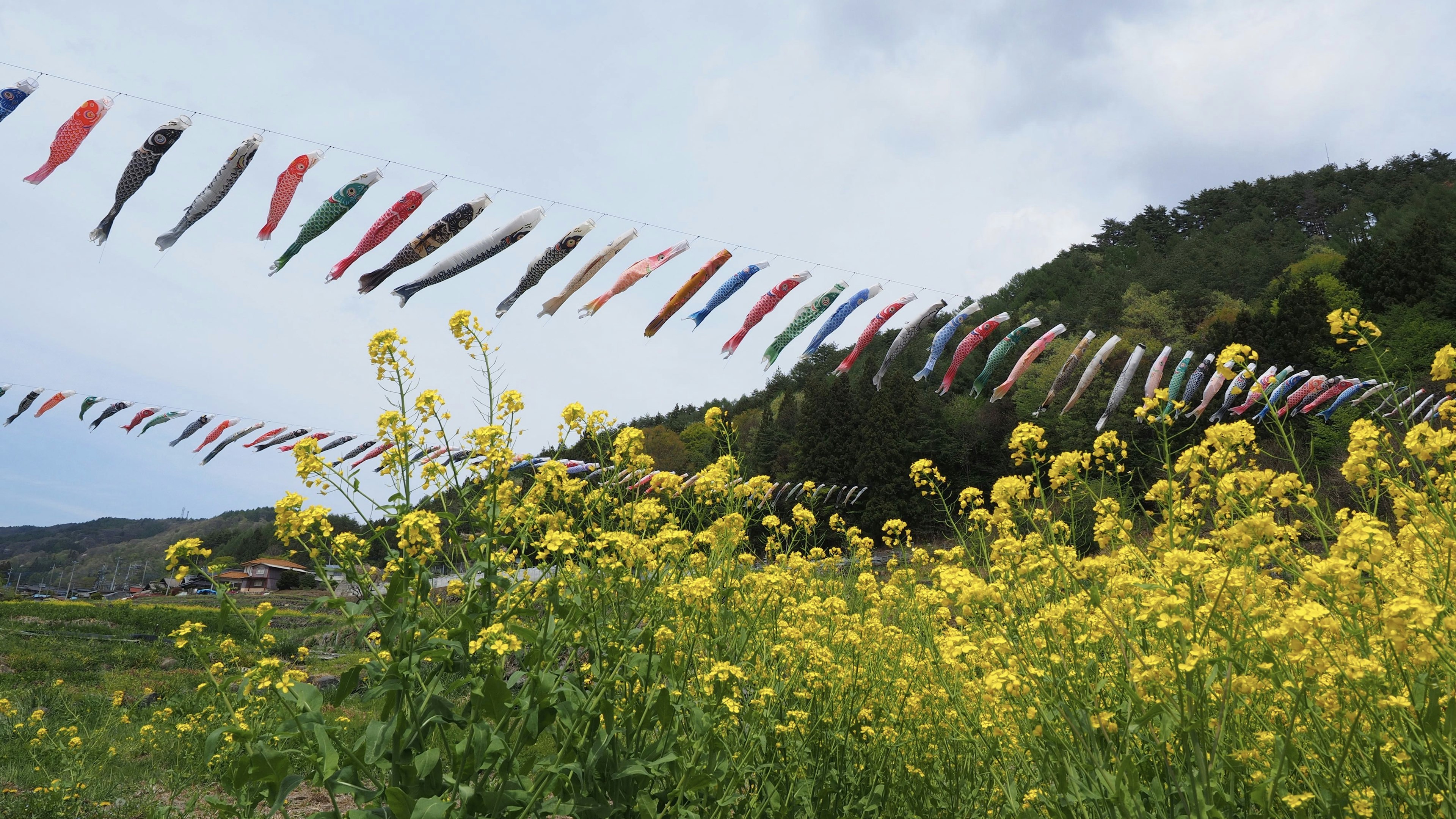 Field of yellow flowers with colorful koi flags