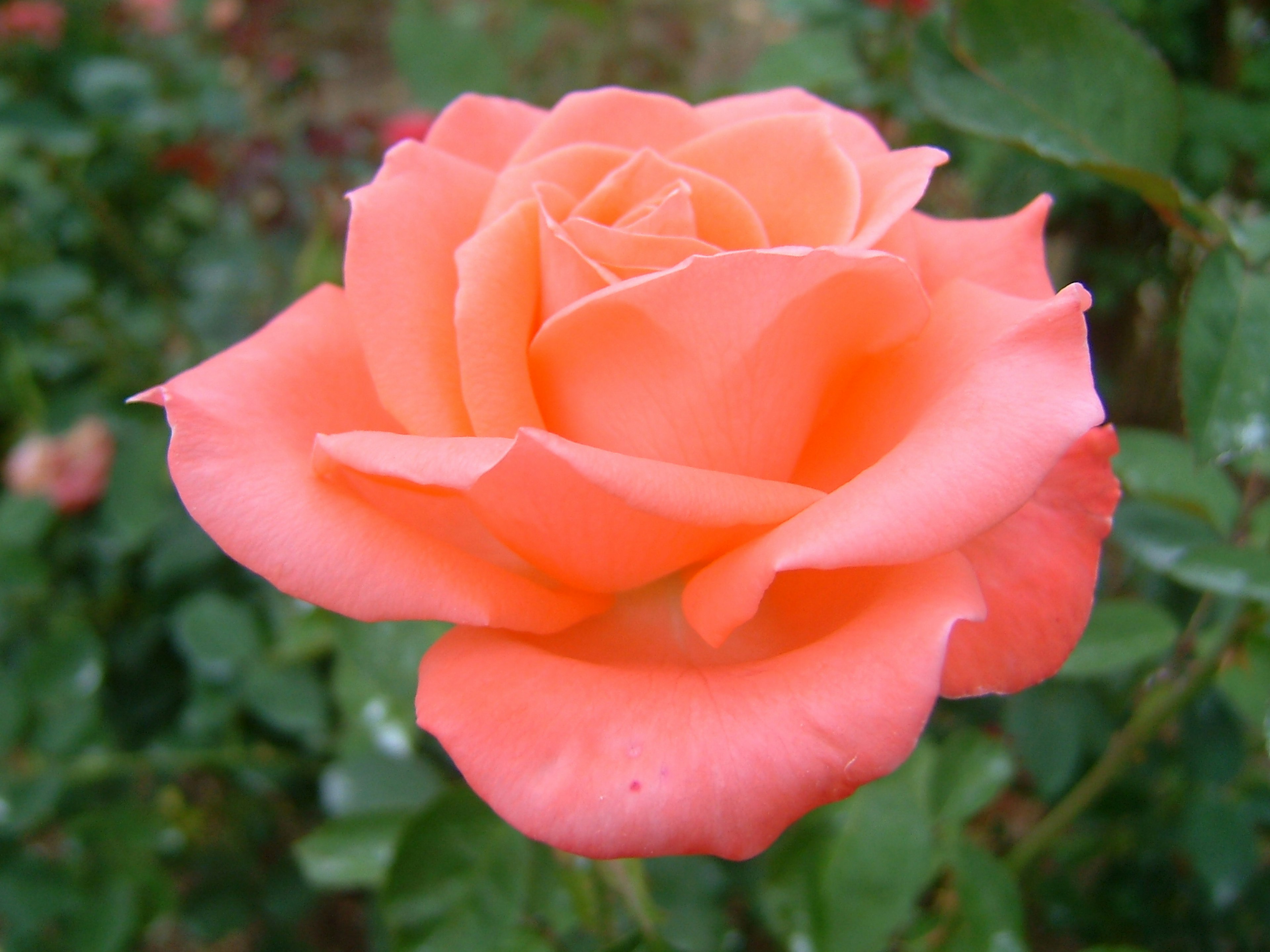 Une rose orange douce entourée de feuilles vertes