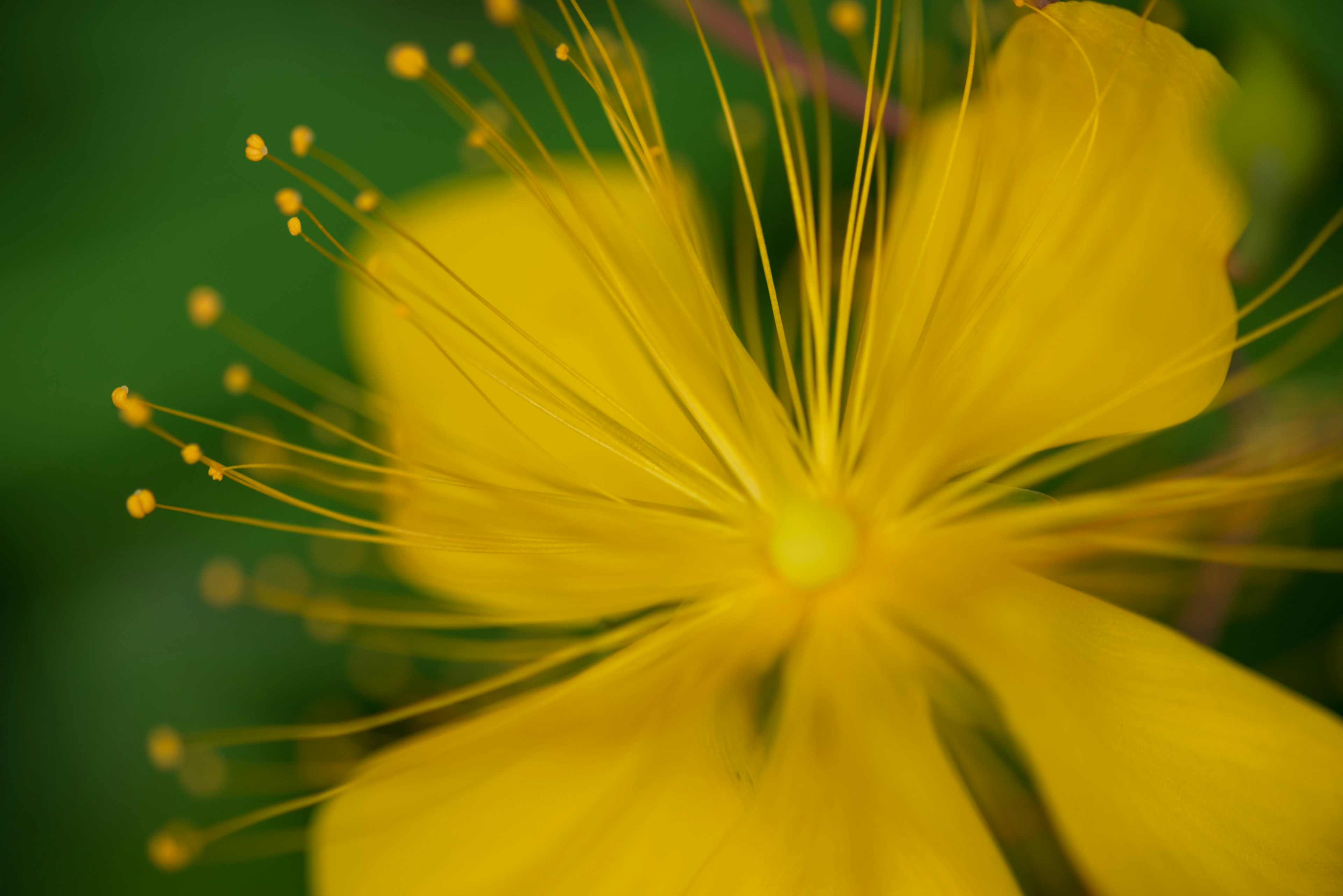 Gros plan d'une fleur jaune avec des pétales délicats et des étamines fines sur un fond vert