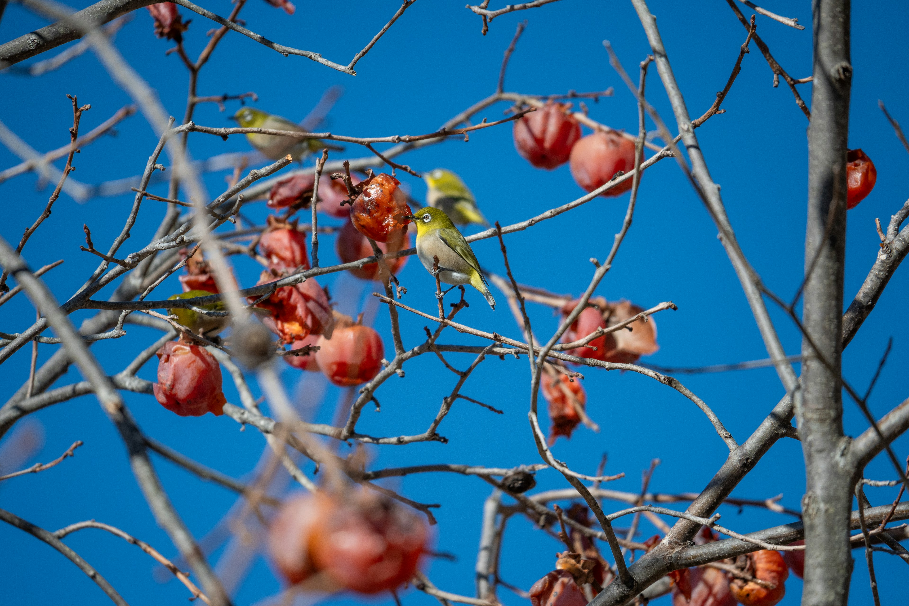 Branches d'arbre avec des fruits rouges et de petits oiseaux sous un ciel bleu