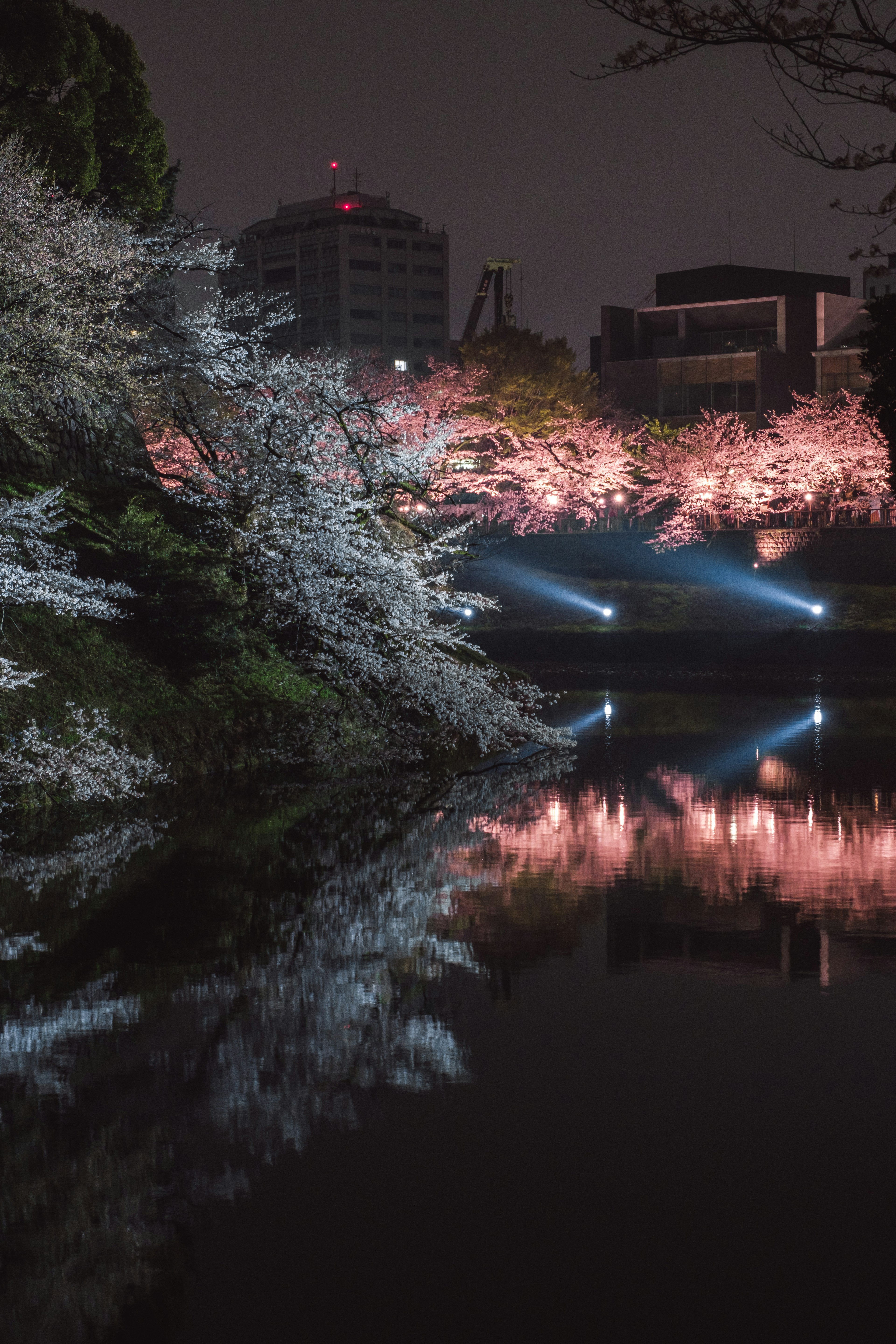 Pemandangan malam yang indah dengan bunga sakura dan pantulan di air