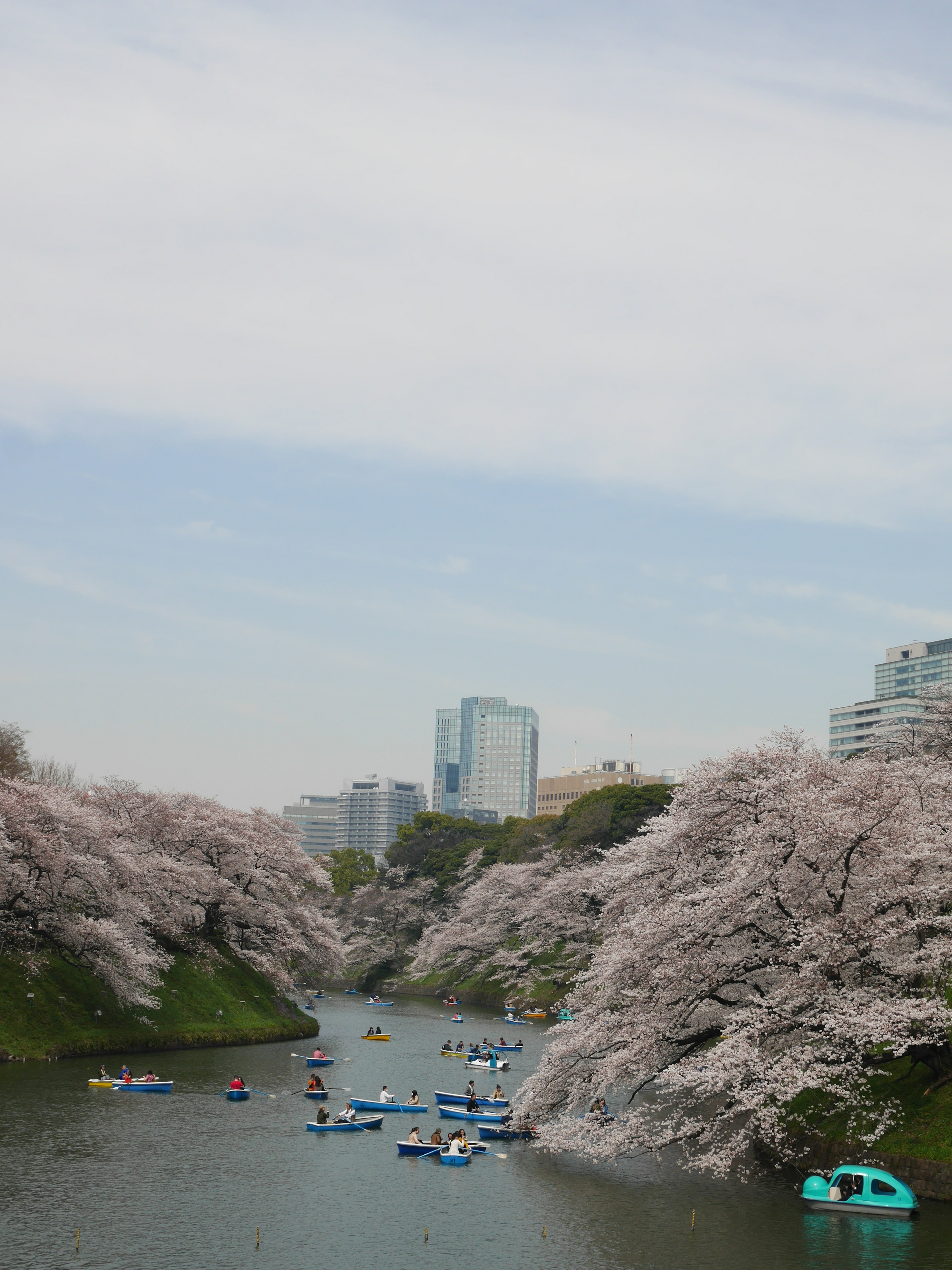 櫻花樹沿河而立的風景，河上有小船