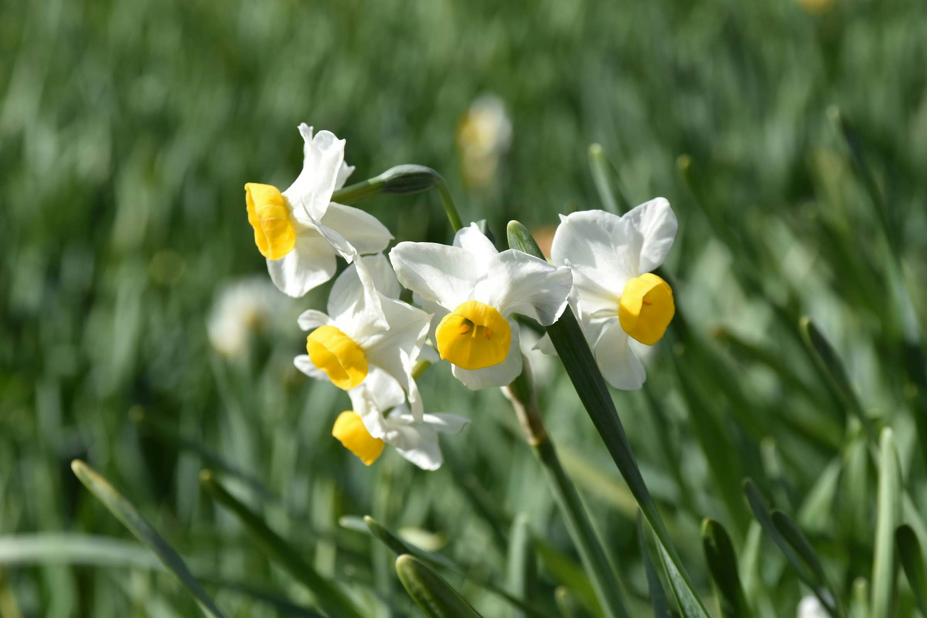 Sekelompok bunga daffodil putih dan kuning mekar di antara rumput hijau