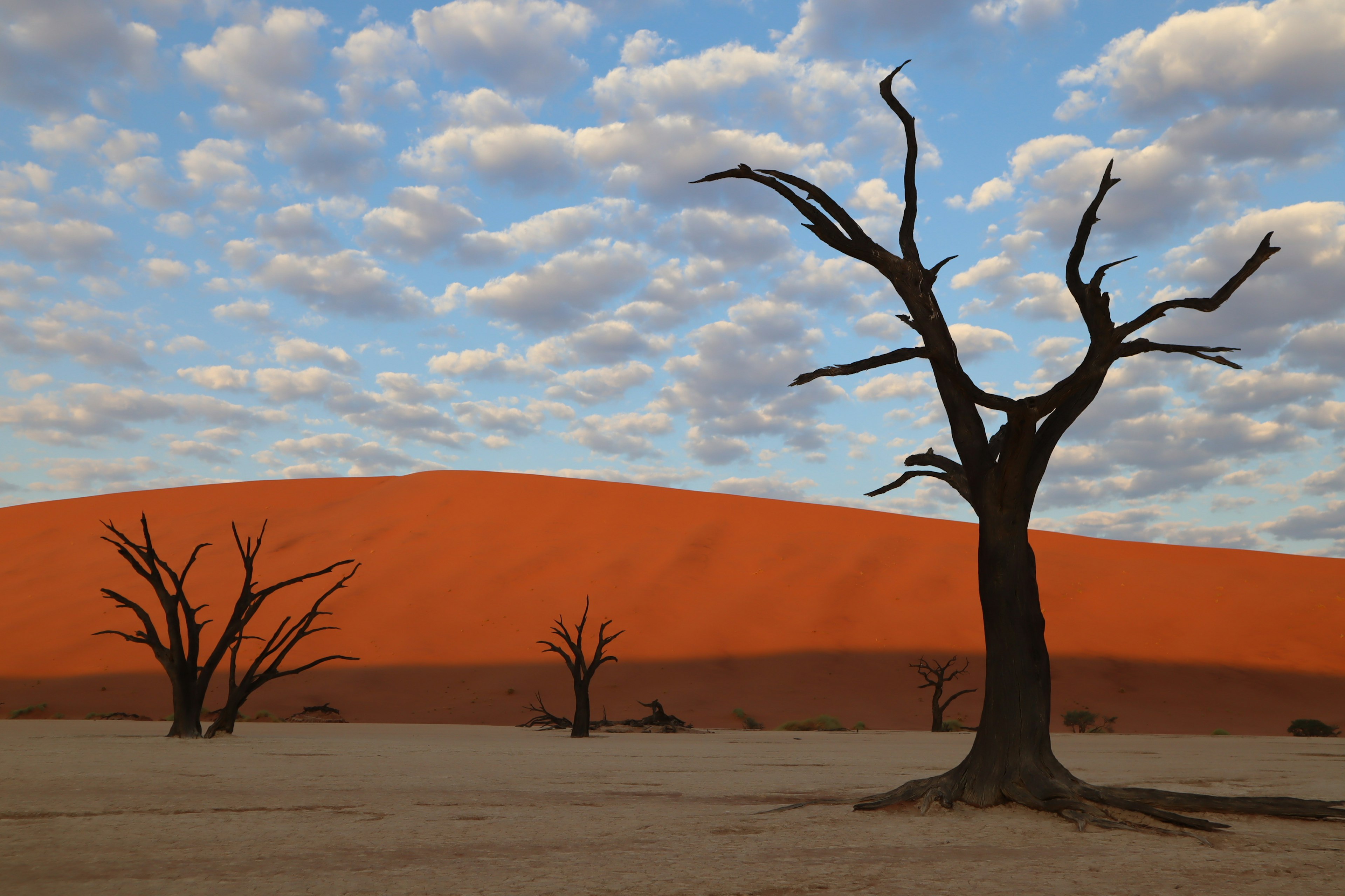 Silhouettes of dead trees against an orange sand dune and blue sky