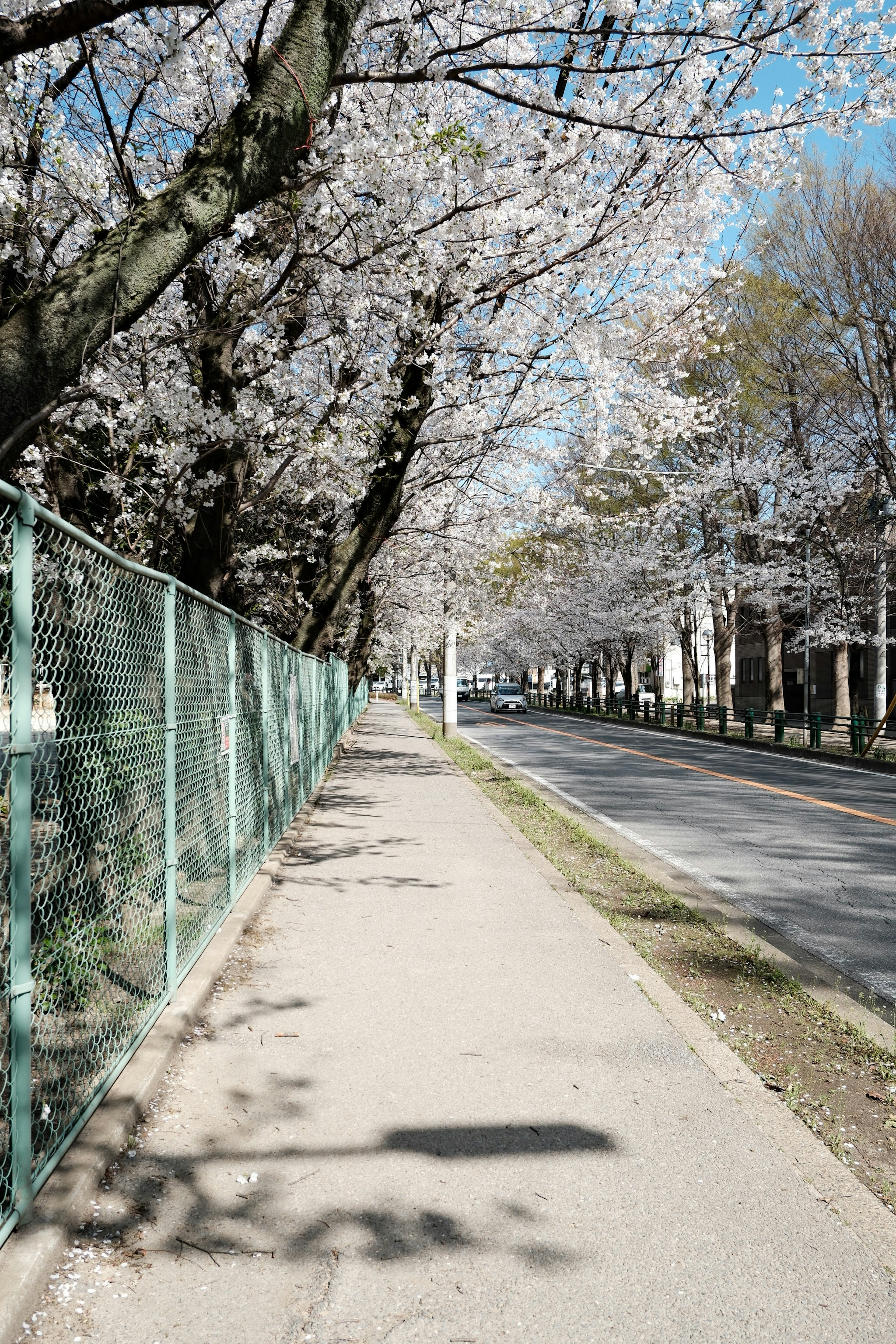 Vue pittoresque d'un trottoir bordé d'arbres en fleurs et d'une route