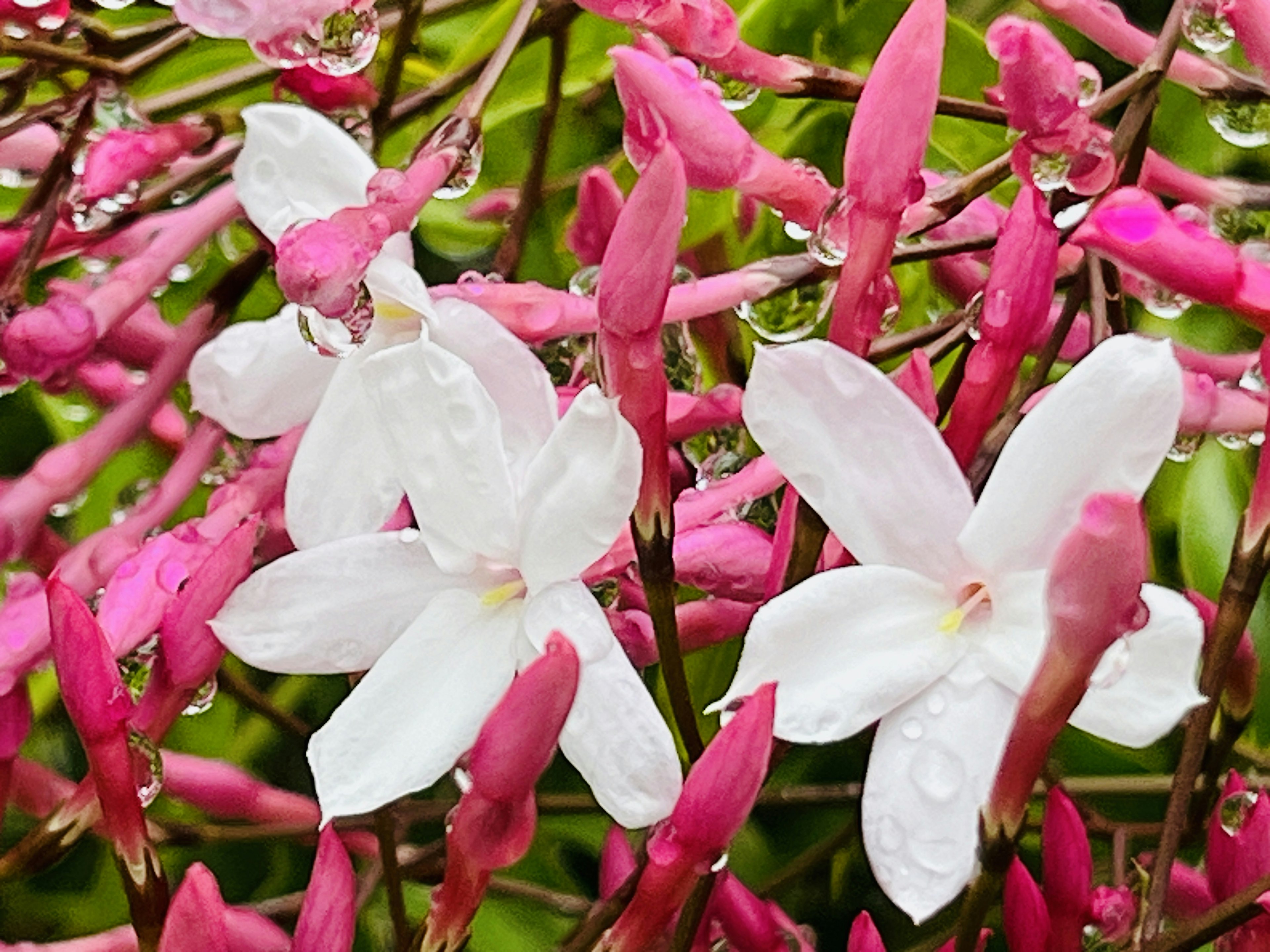 Nahaufnahme einer Jasminpflanze mit weißen Blüten und rosa Knospen mit Wassertropfen