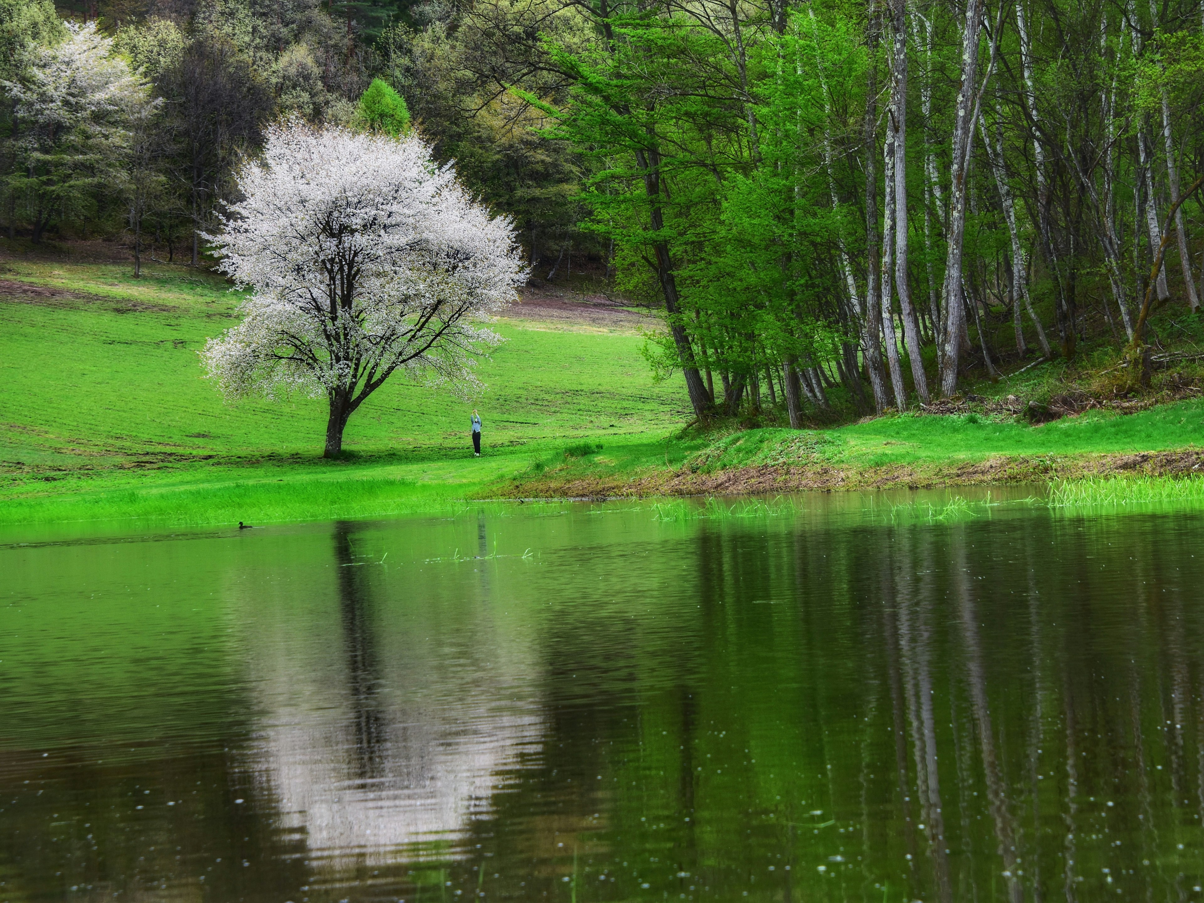 Un albero fiorito bianco accanto a un lago sereno che riflette la sua immagine circondato da una vegetazione lussureggiante