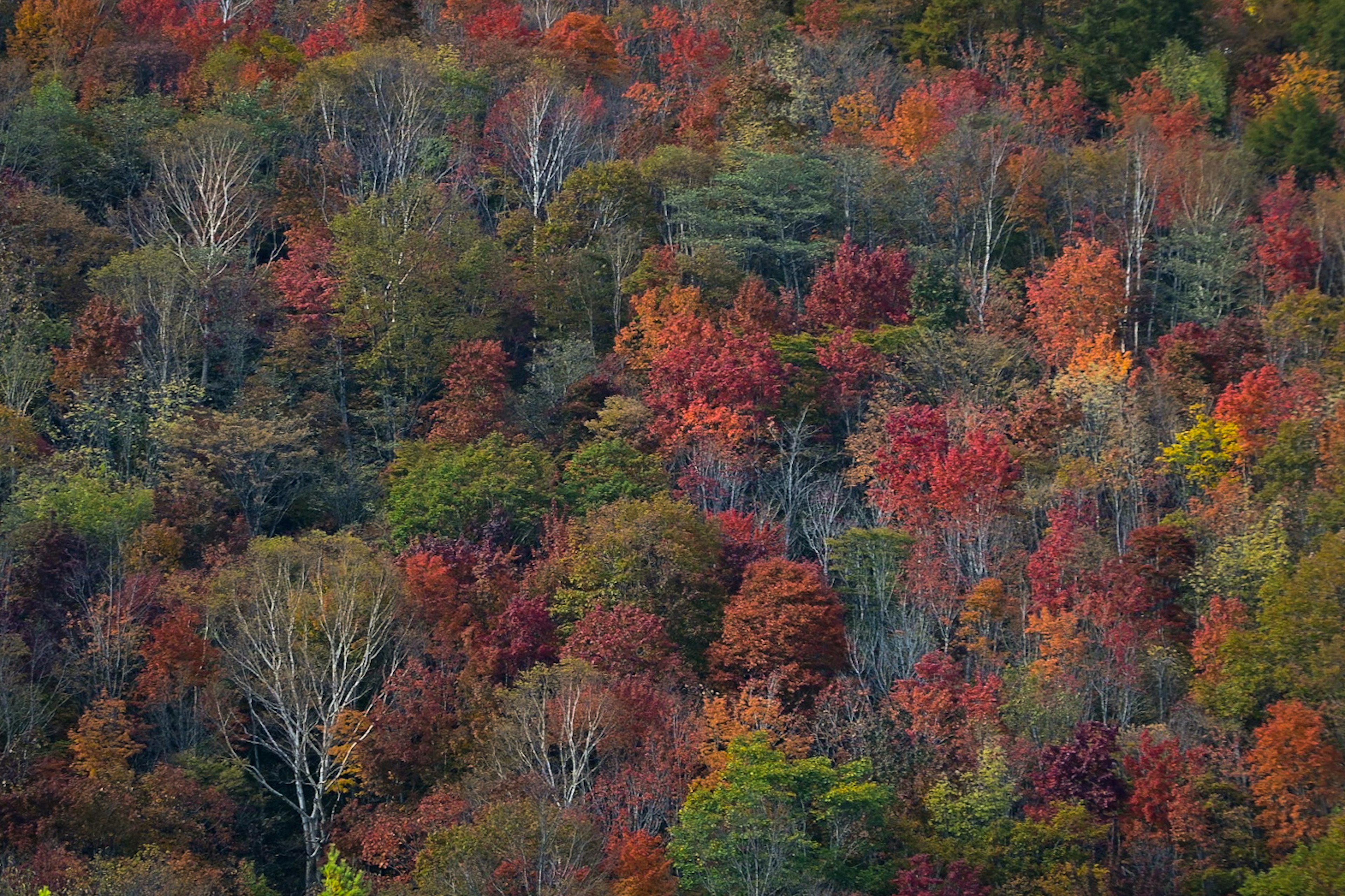 Paysage forestier orné de couleurs d'automne