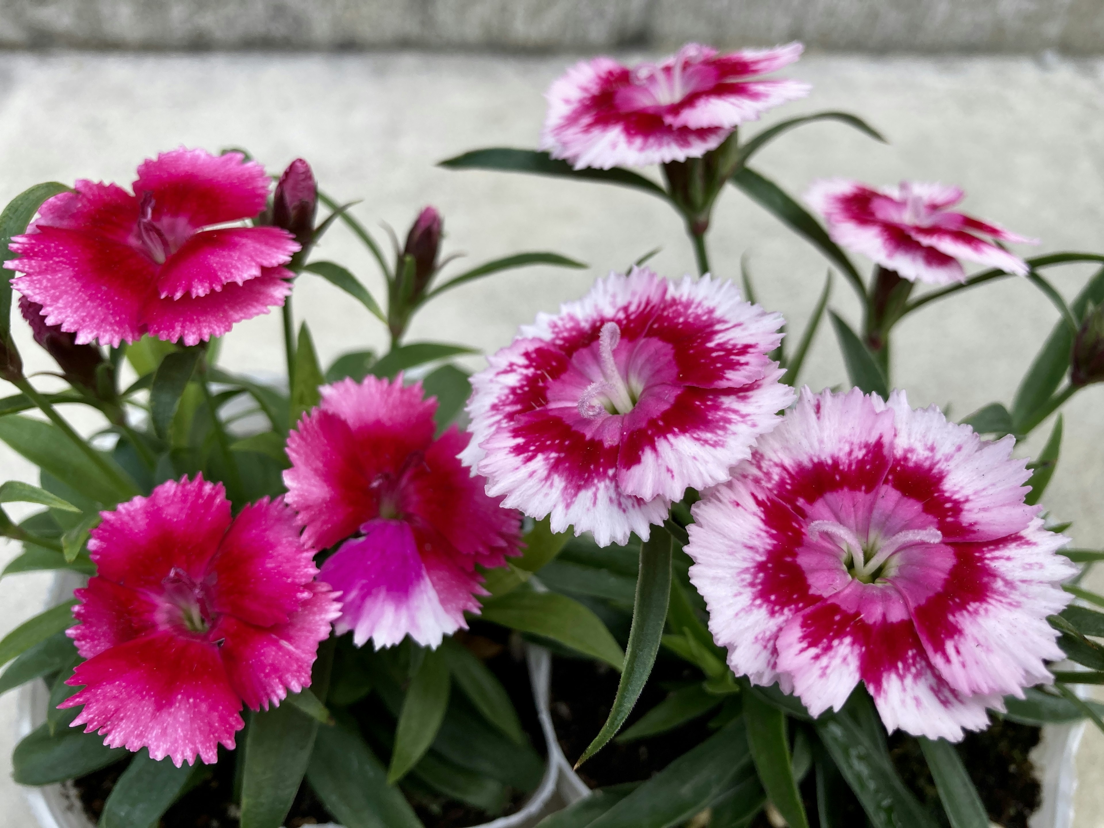 Sekuntum bunga Dianthus dengan kelopak merah muda dan putih yang cerah