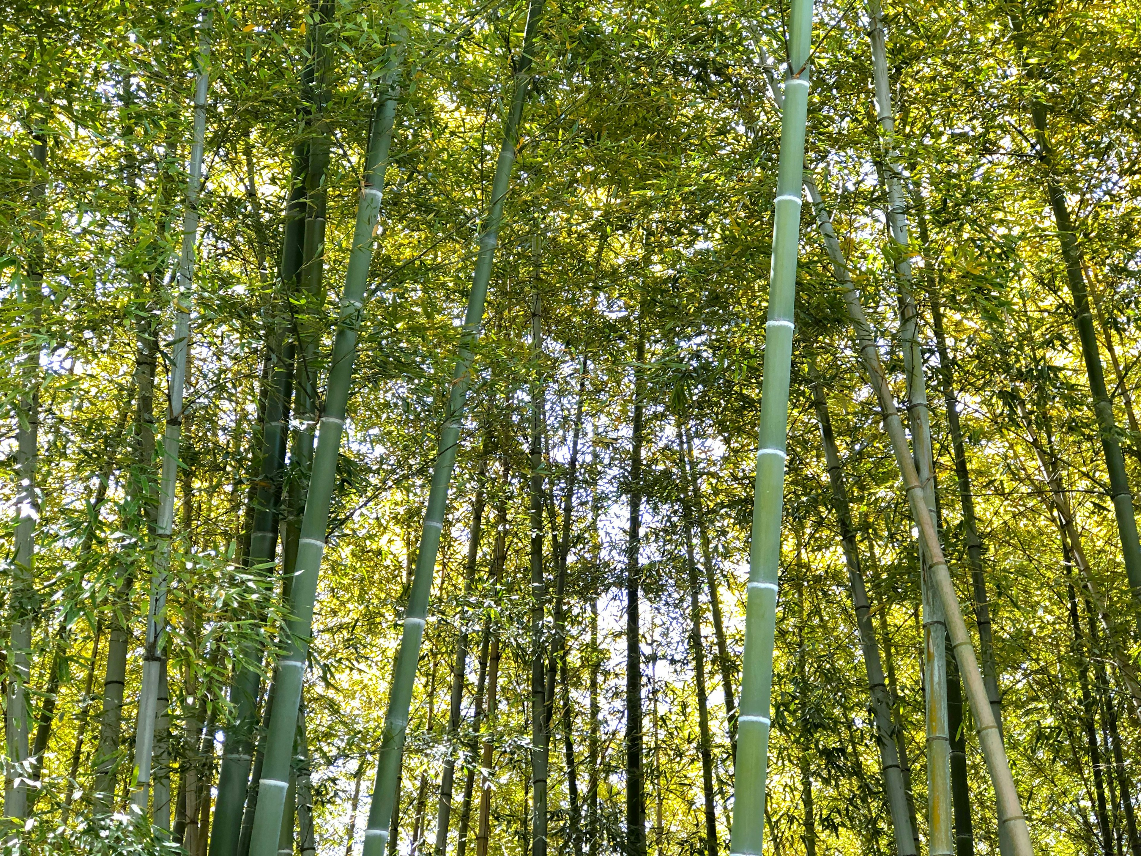 Tiges de bambou hautes et feuilles vertes luxuriantes dans une forêt de bambous