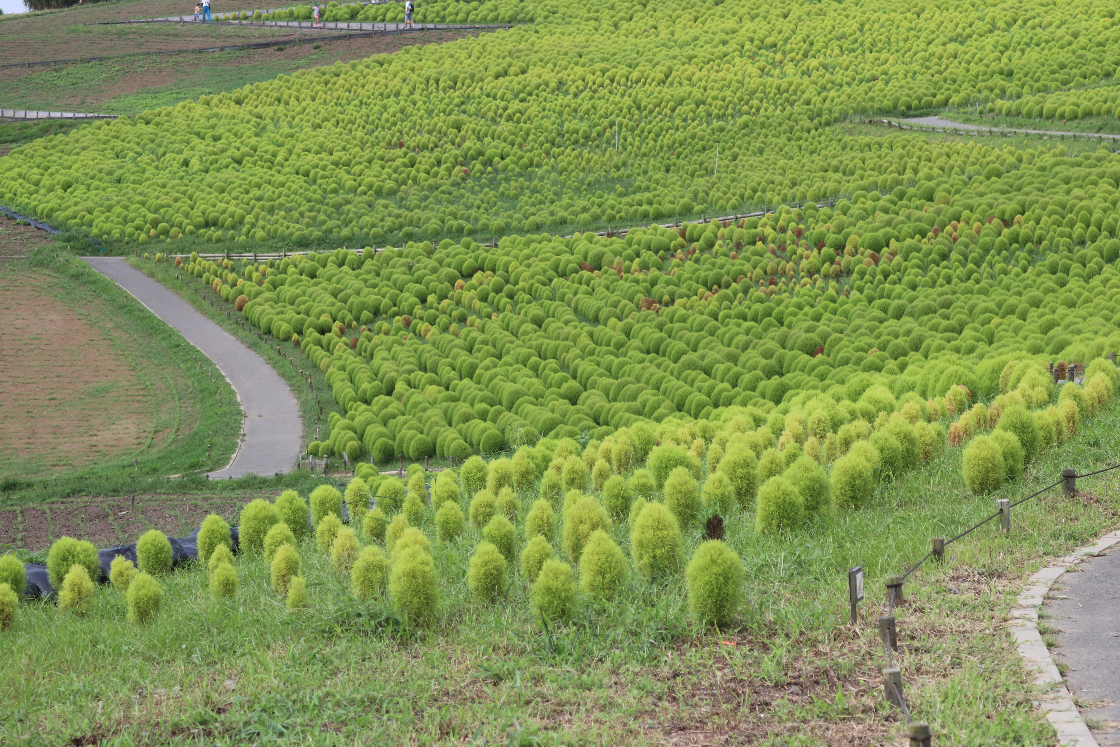 Colline verdi con erba vibrante e sentieri tortuosi