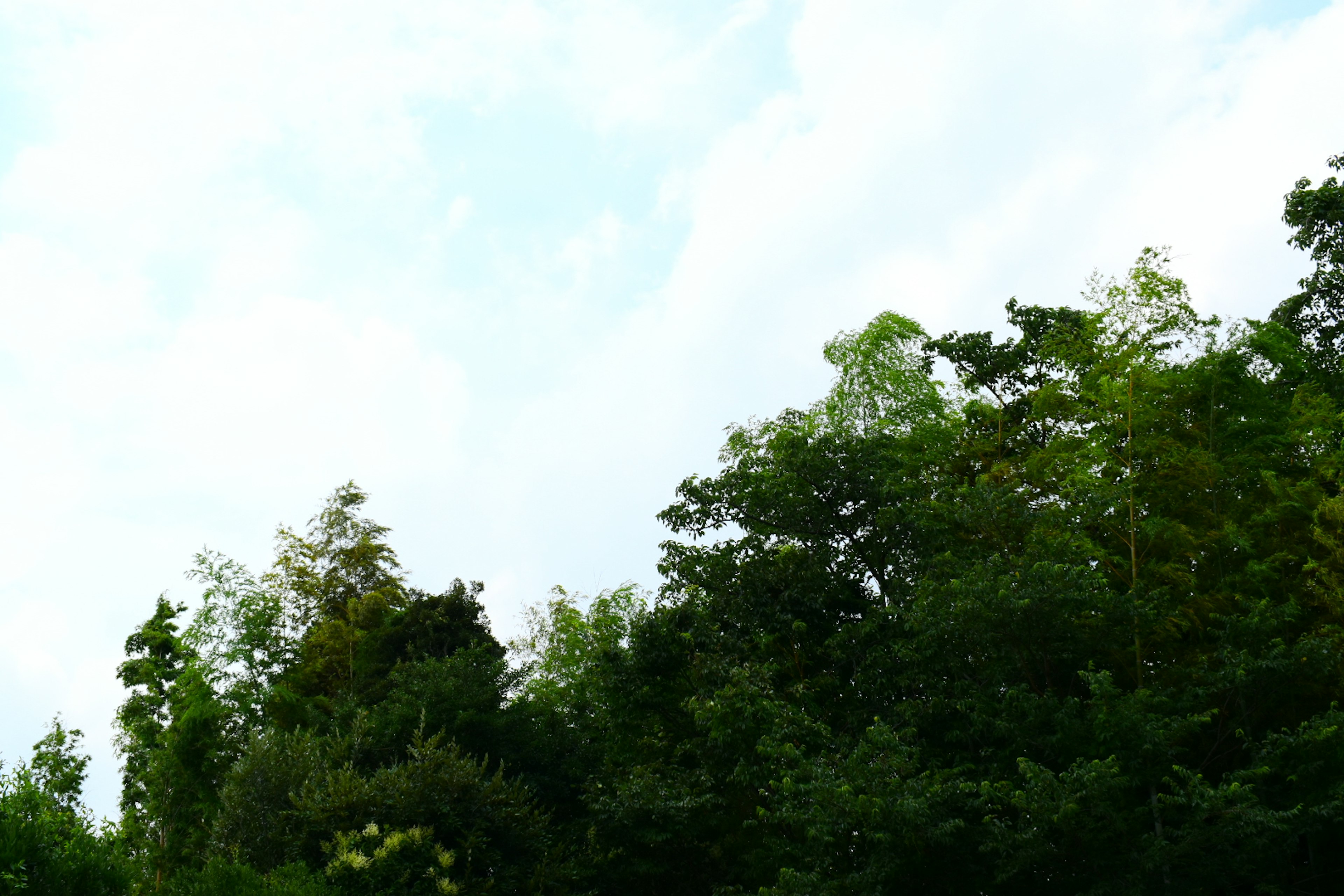 Pemandangan dengan langit biru dan pepohonan hijau subur