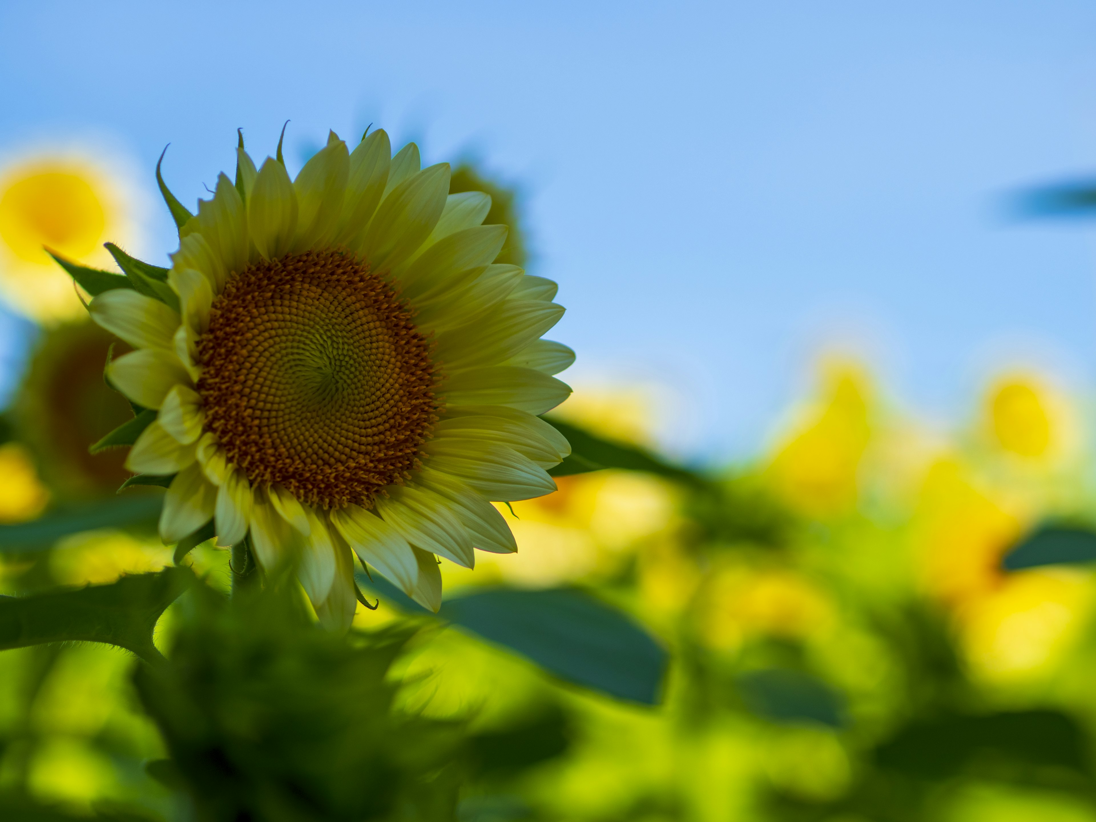 Nahaufnahme einer Sonnenblume unter einem blauen Himmel lebhafte gelbe Blütenblätter und zentrale Samen