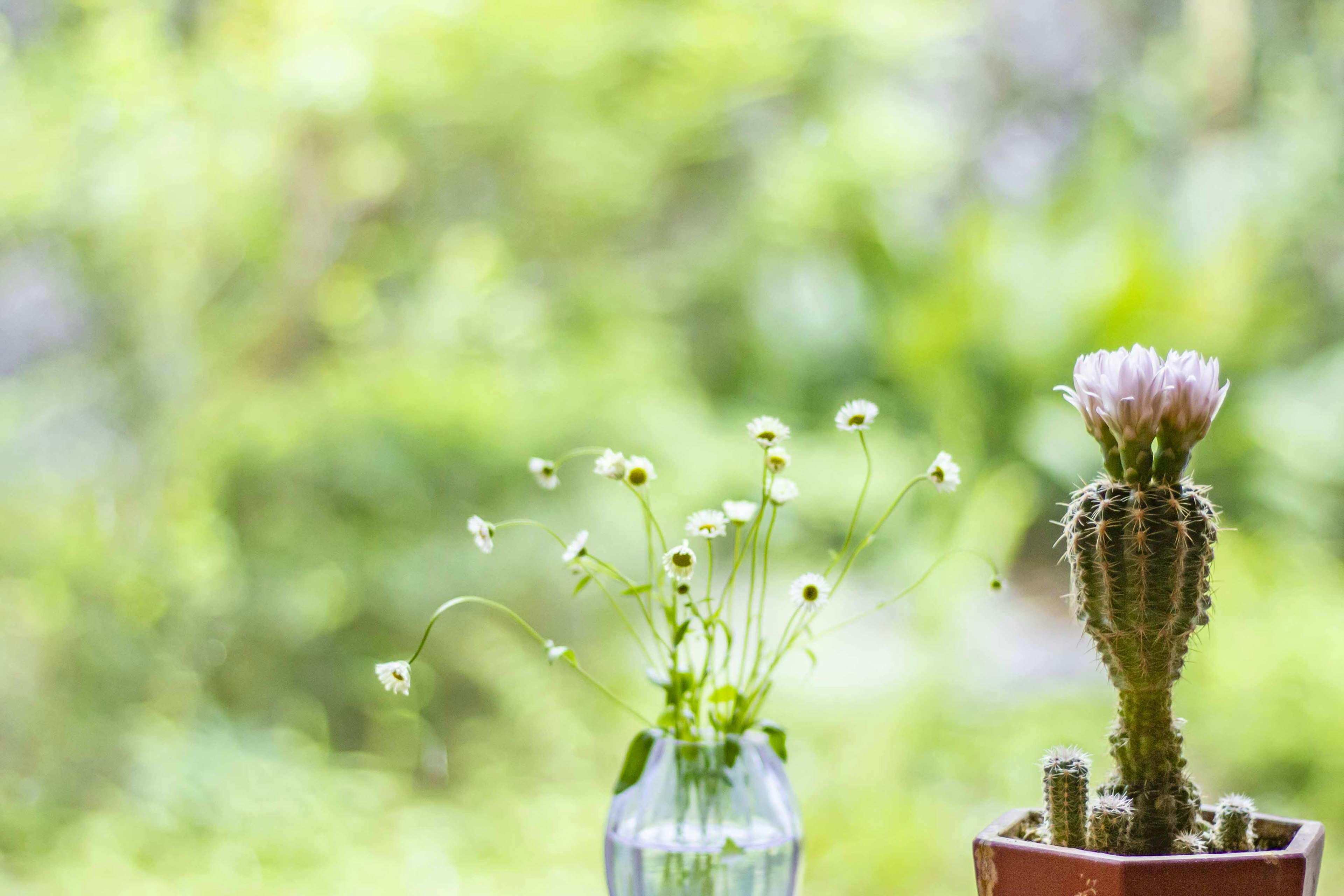 Un pequeño jarrón con flores blancas y un cactus sobre un fondo verde