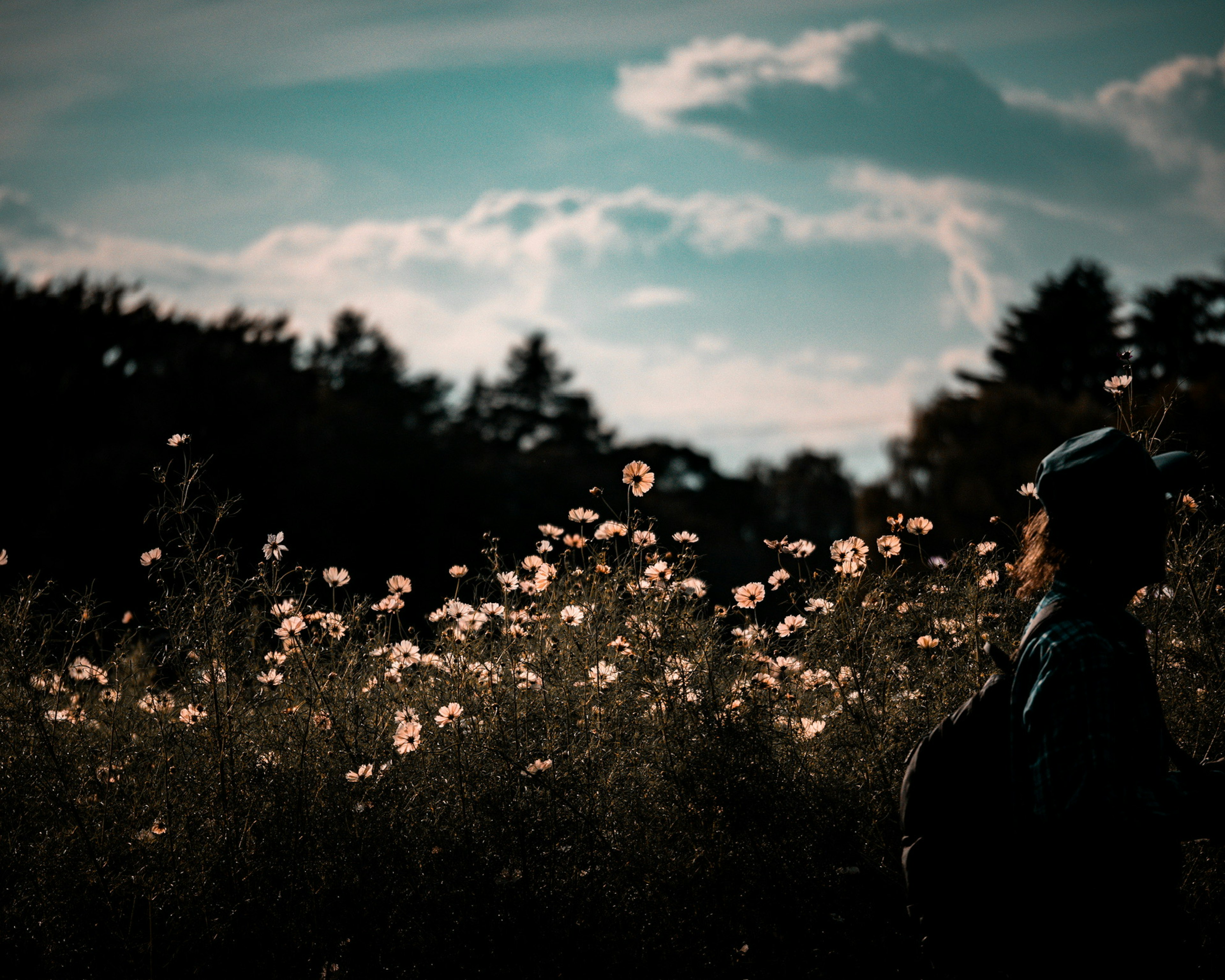 Silhouette d'une personne se tenant devant un champ de fleurs au crépuscule avec un ciel dramatique et des nuages