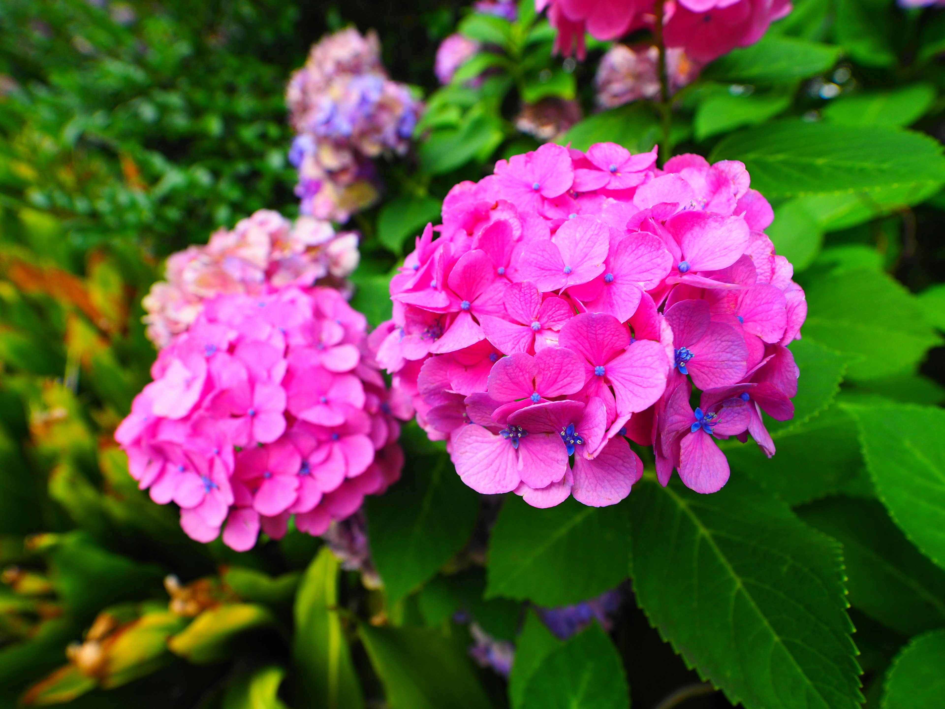 Flores de hortensia rosa vibrante rodeadas de hojas verdes