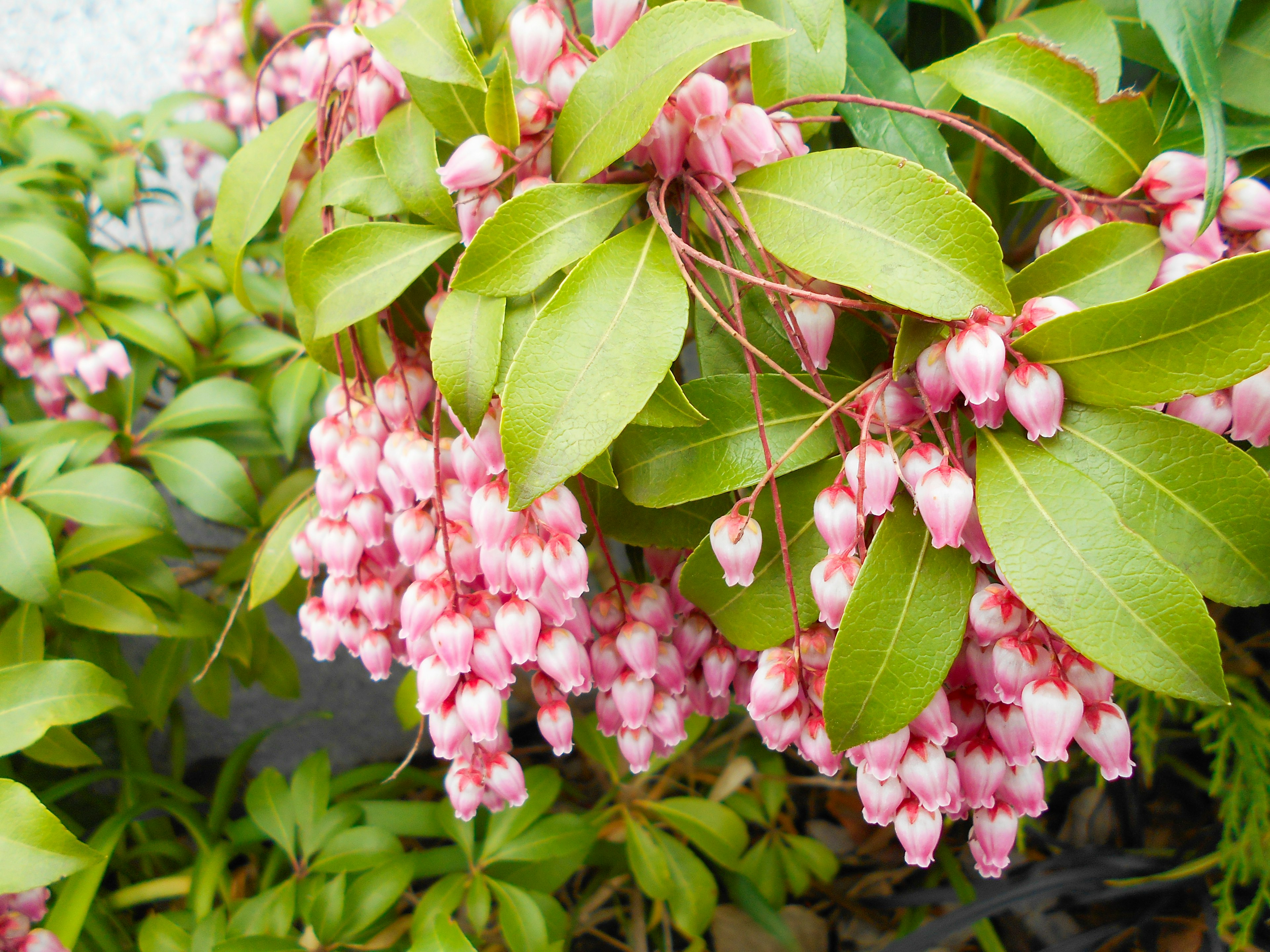 Nahaufnahme einer Pflanze mit rosa Blüten und grünen Blättern