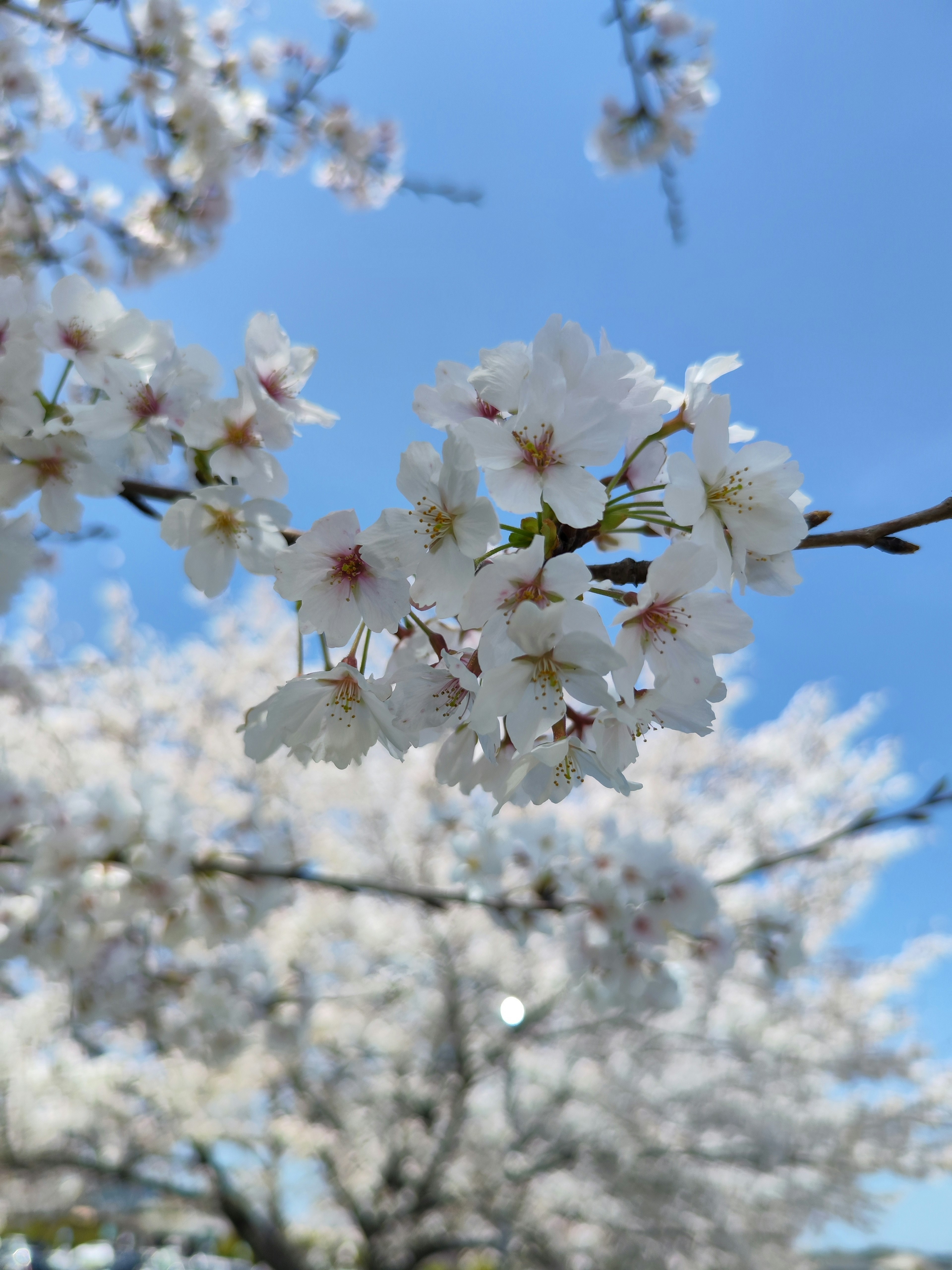 Cherry blossoms in full bloom against a clear blue sky