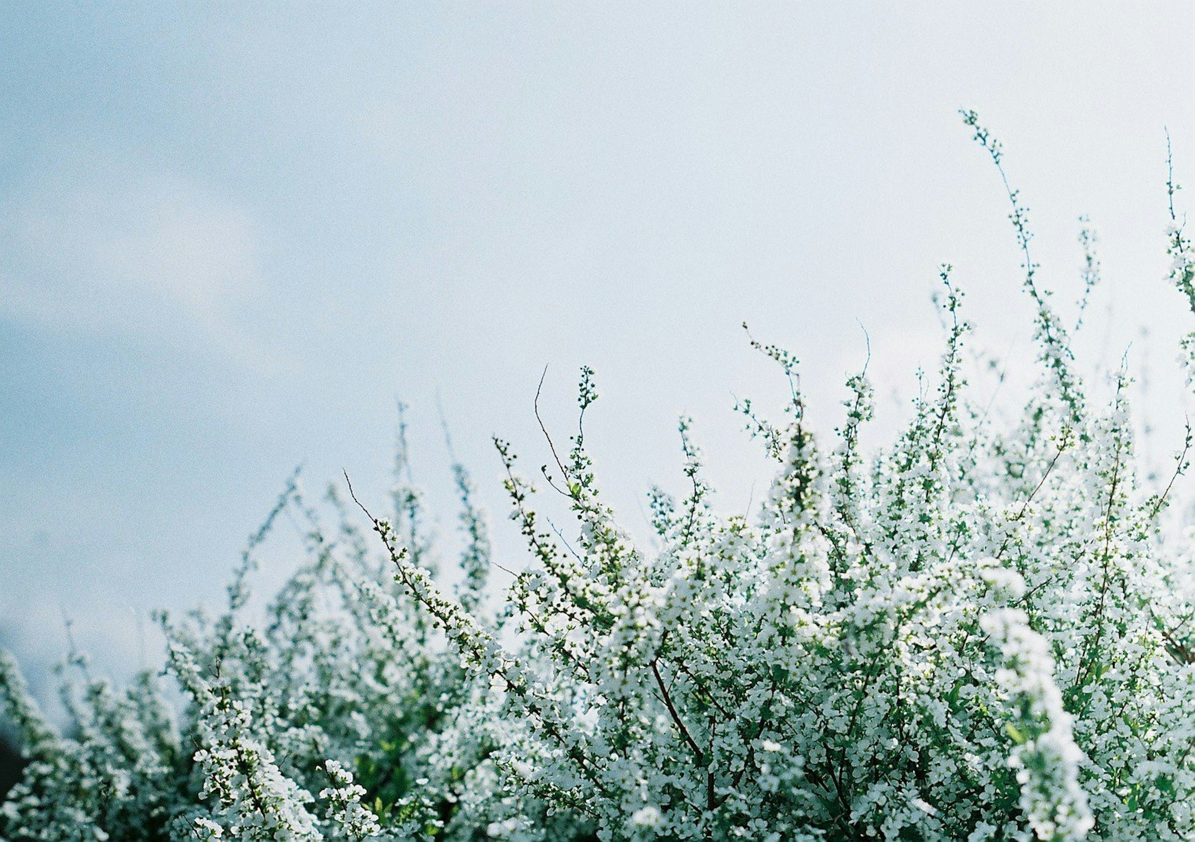 Un arbusto de flores blancas bajo un cielo azul