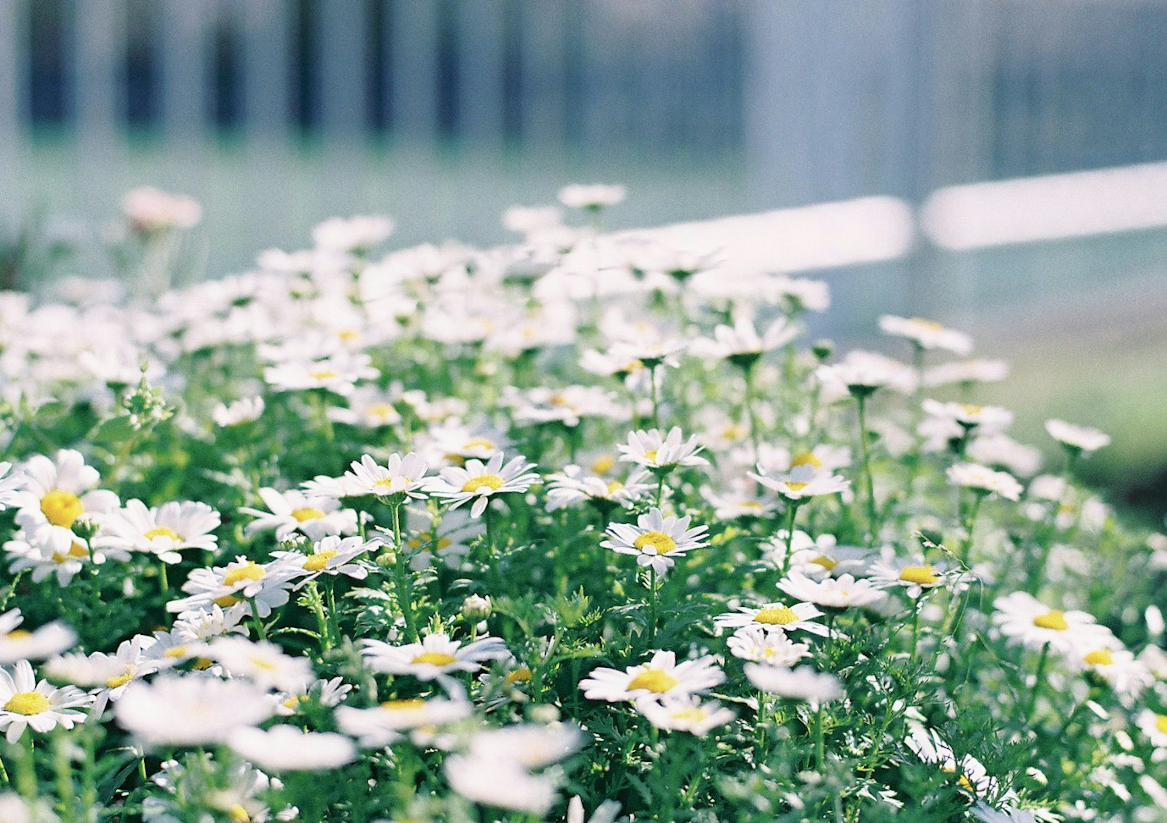 Un gruppo di fiori bianchi che sbocciano tra il fogliame verde