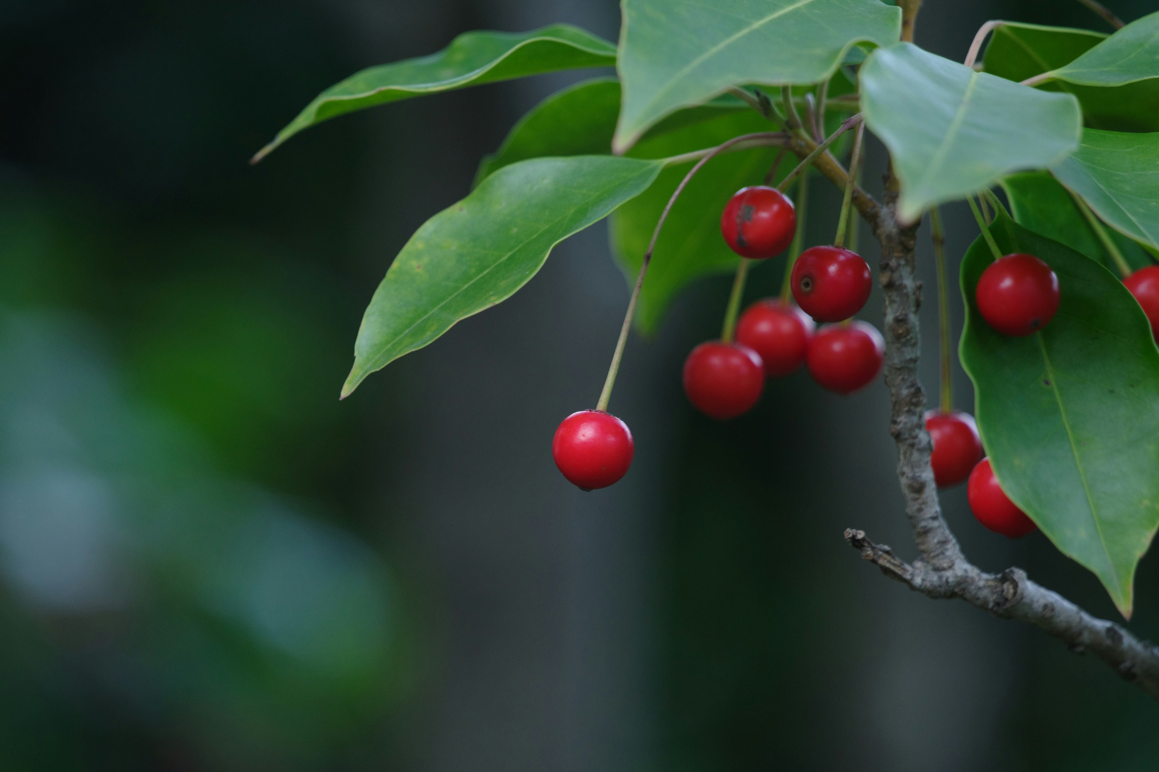 Branch with red berries and green leaves