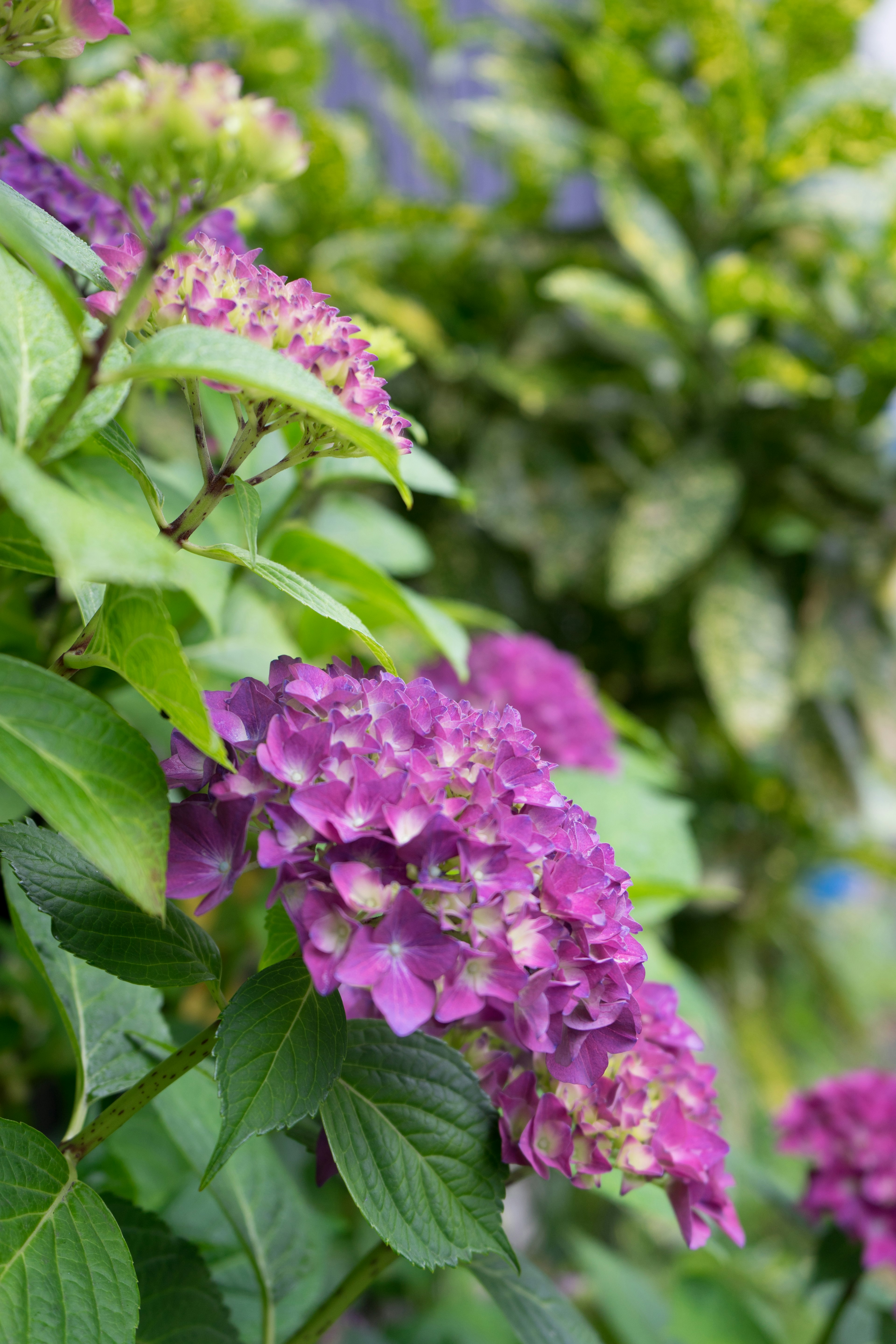 紫色のアジサイの花と緑の葉が特徴的な風景