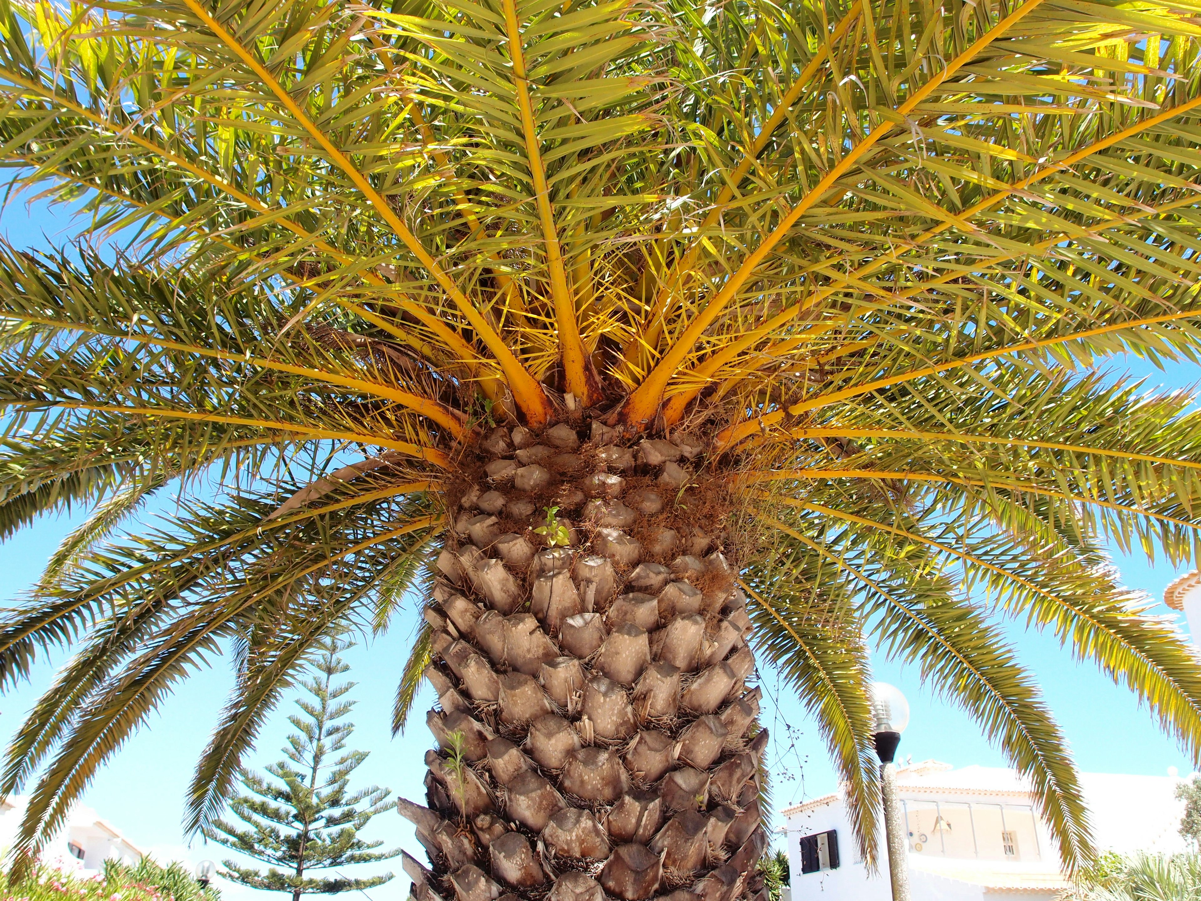 Imagen de un tronco de palmera y hojas bajo un cielo azul