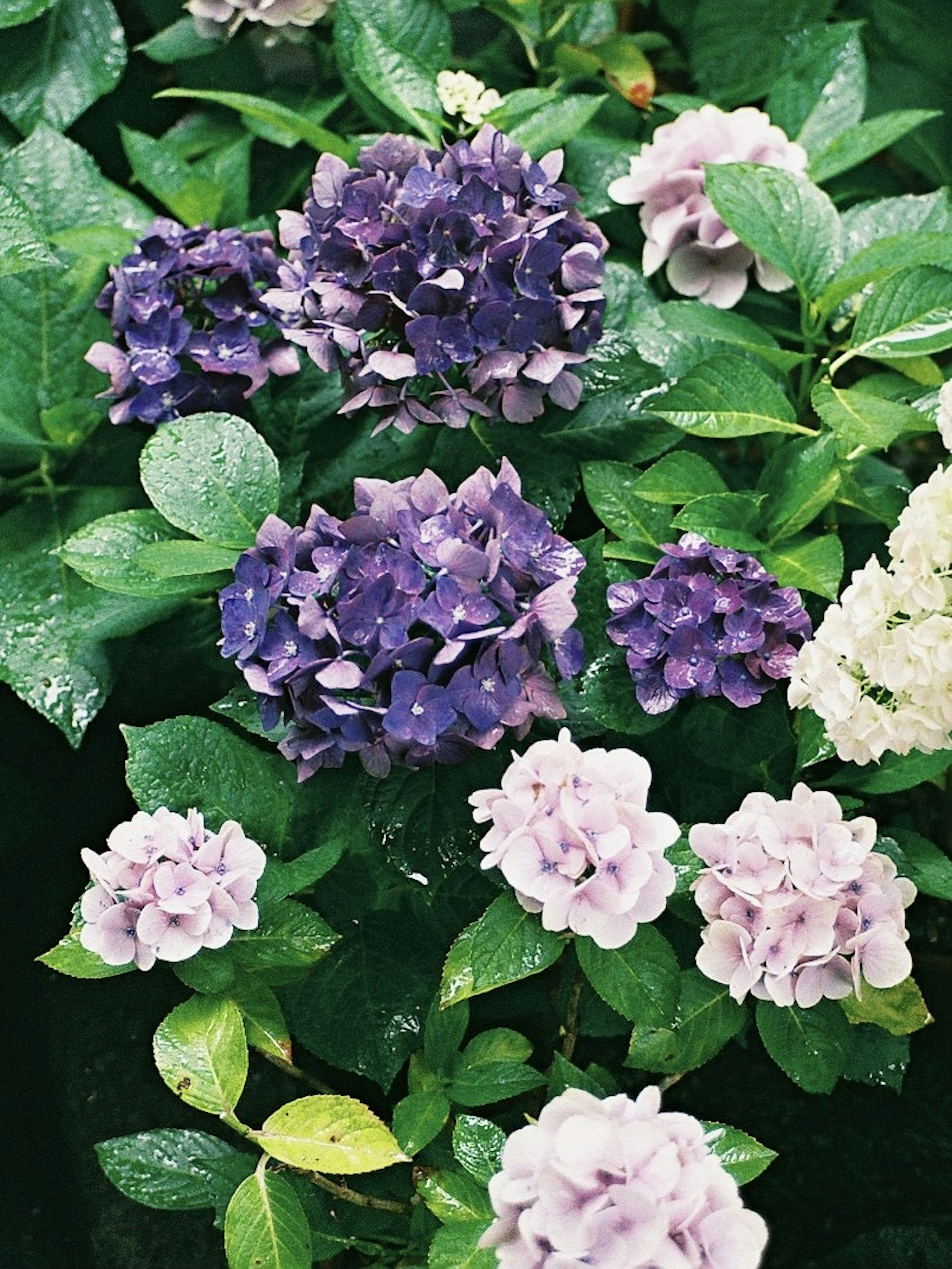 Hydrangea flowers in shades of purple and white surrounded by green leaves