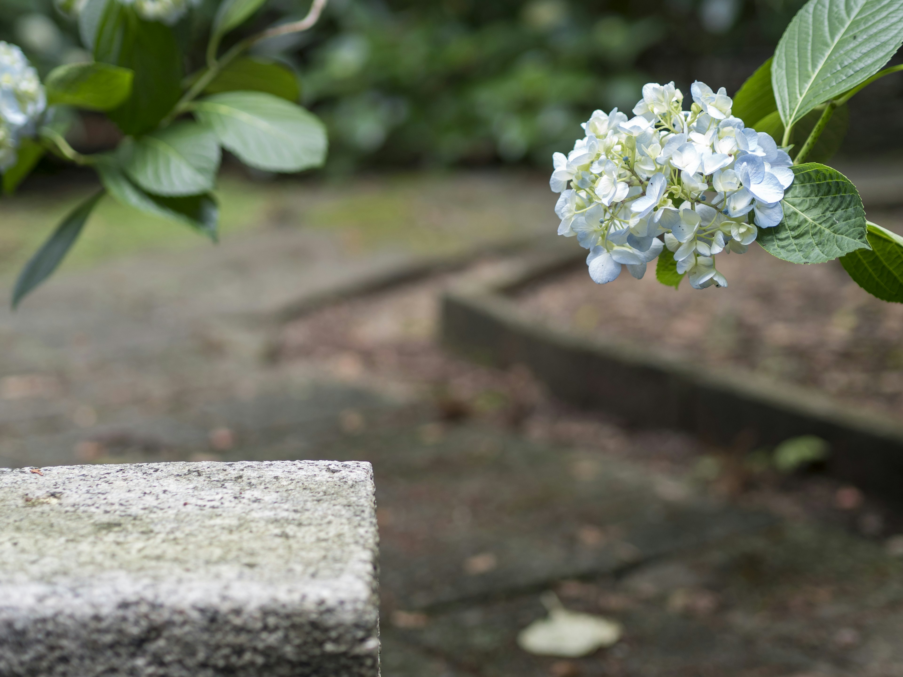 Nahaufnahme einer Pflanze mit blauen Blumen und einem Steinblock