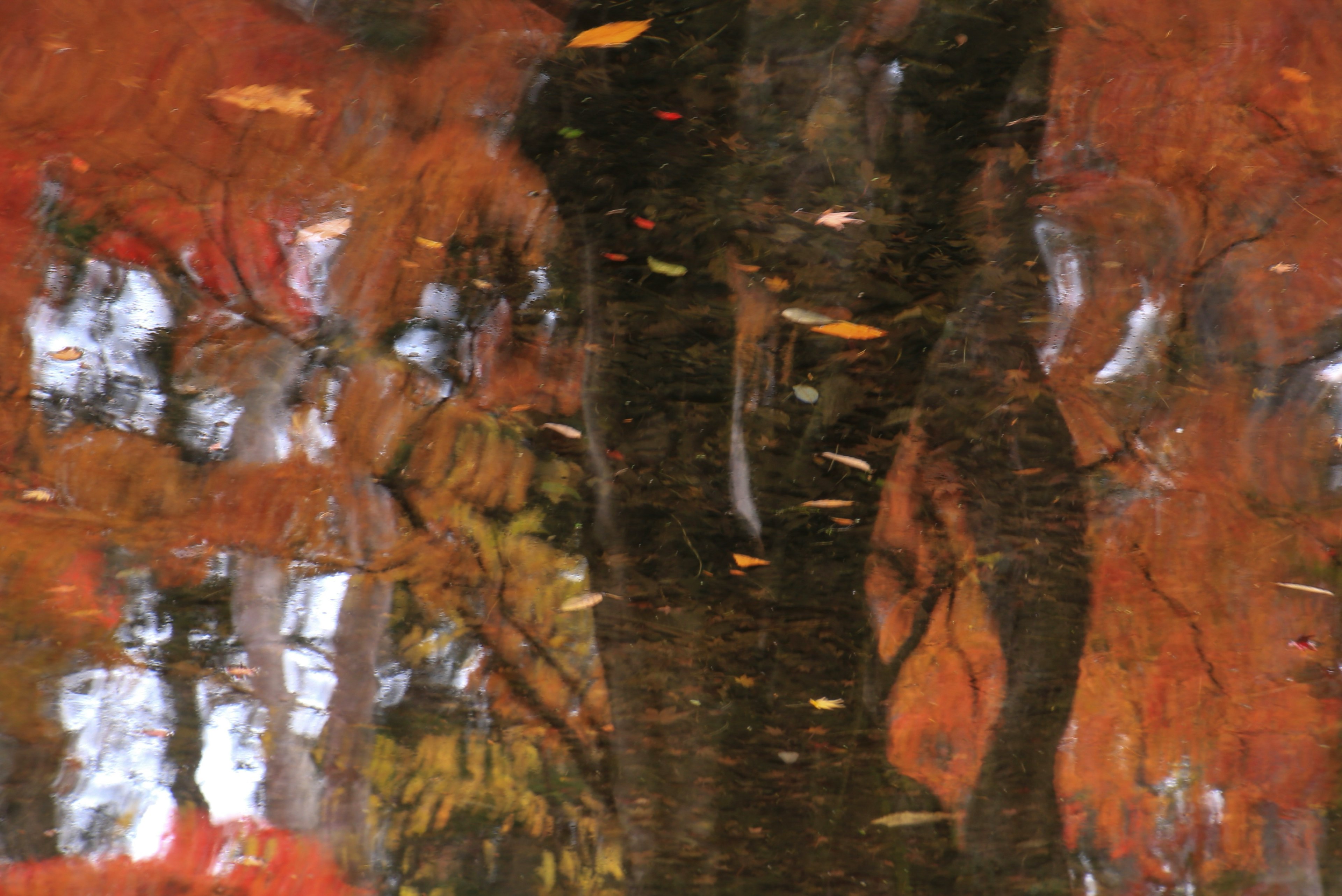 Reflection of trees on water with floating red leaves