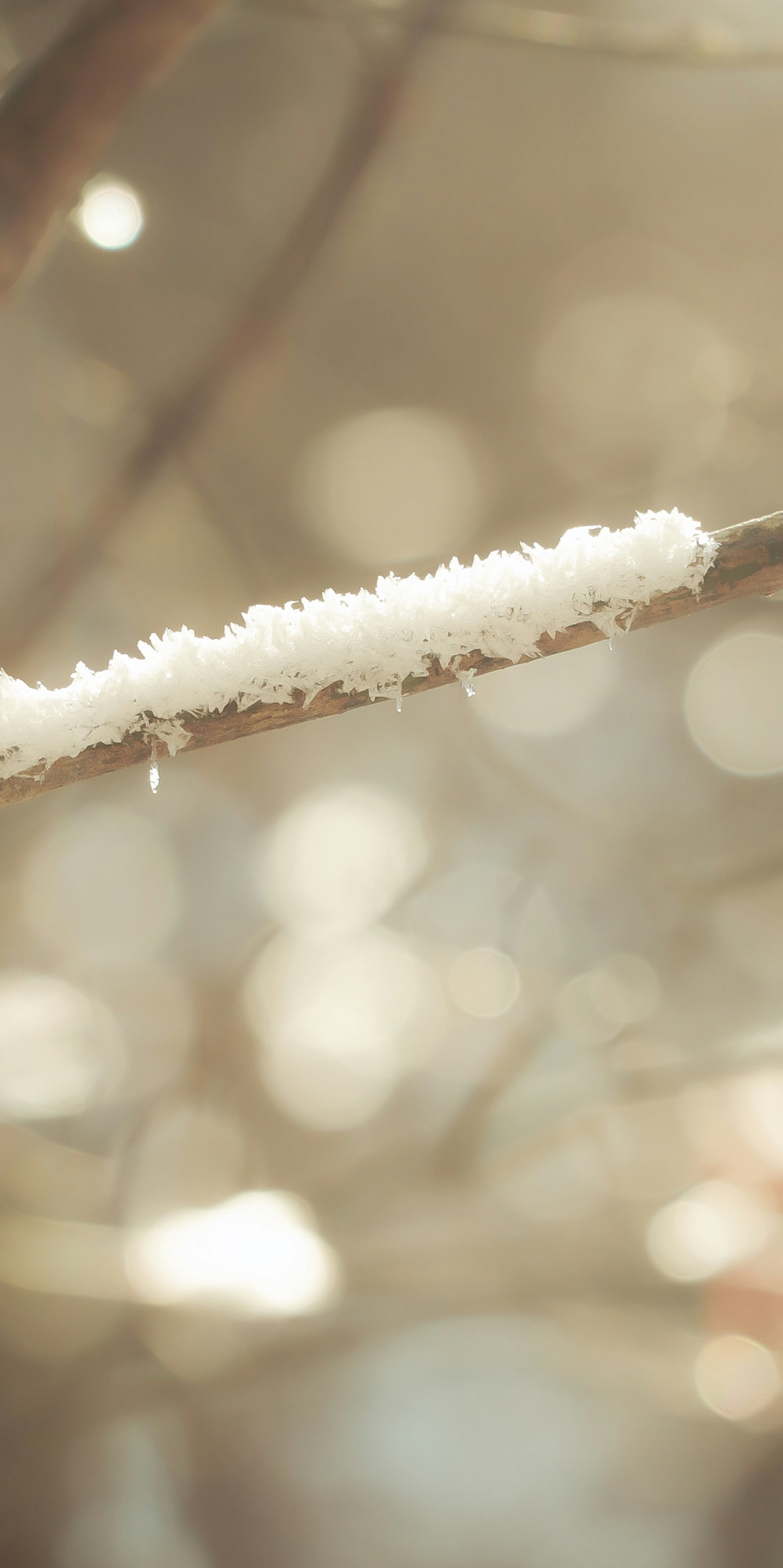 Close-up photo of a snow-covered branch