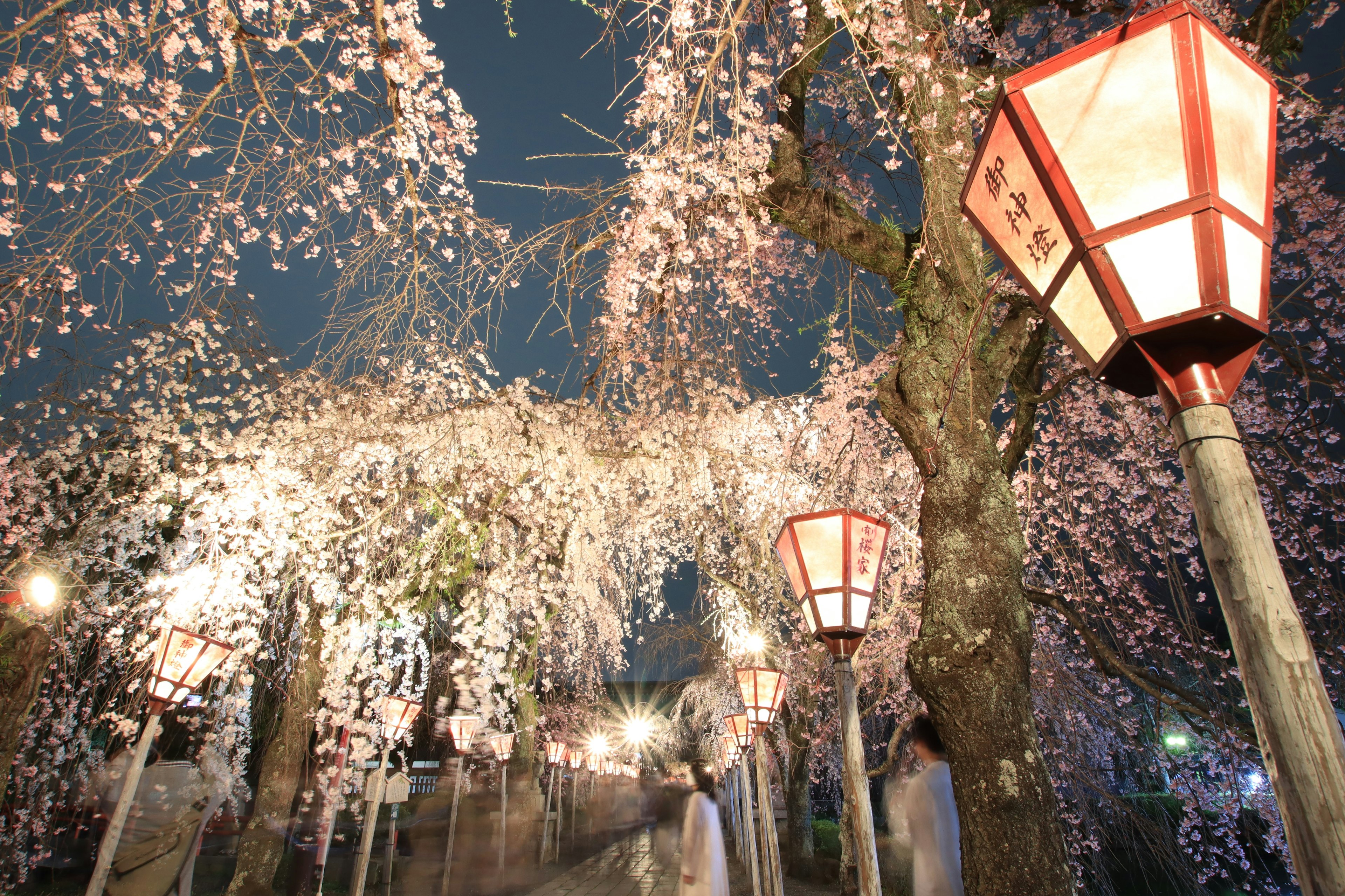 Hermoso paisaje de cerezos y faroles de noche