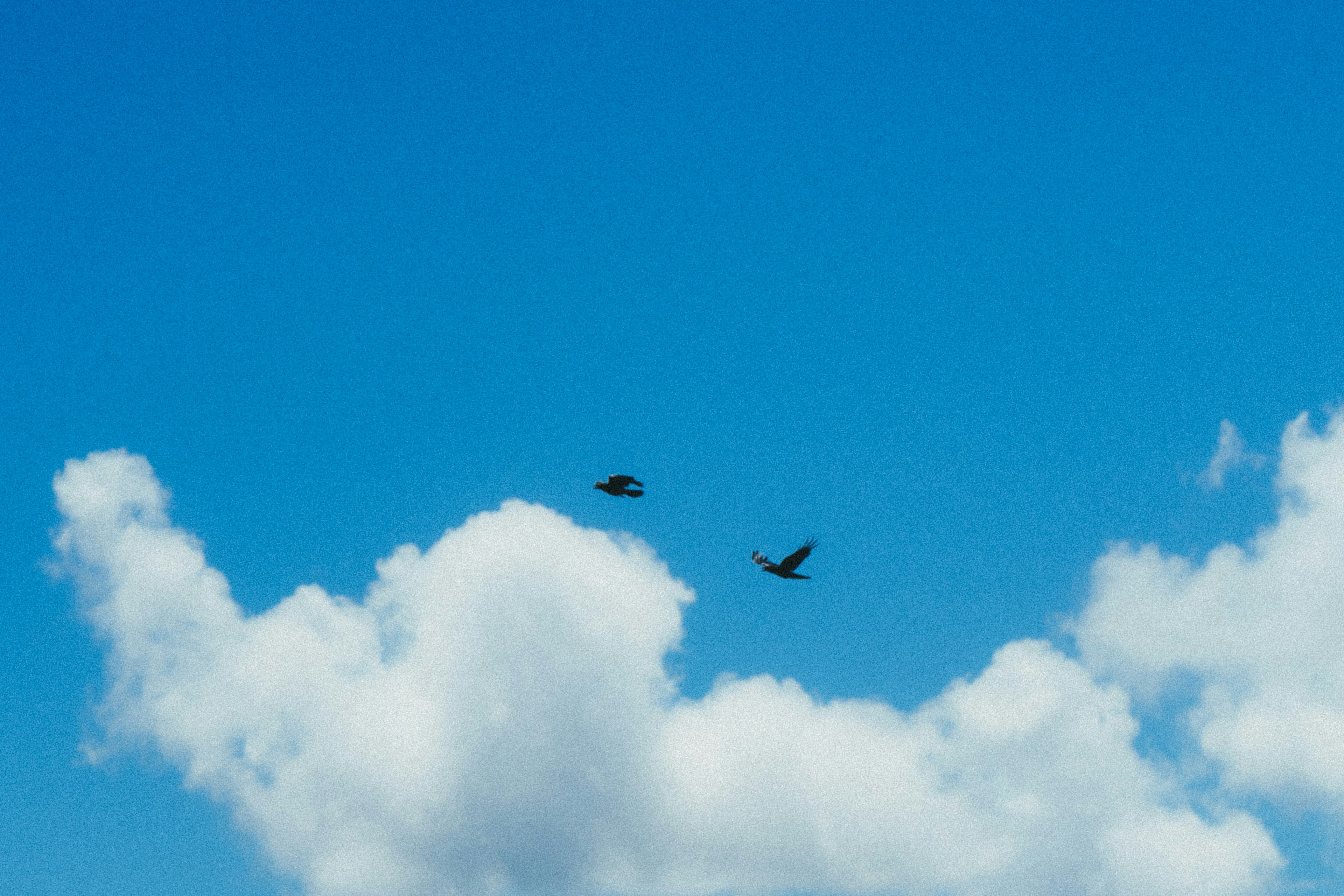 Two birds flying in a blue sky with fluffy white clouds