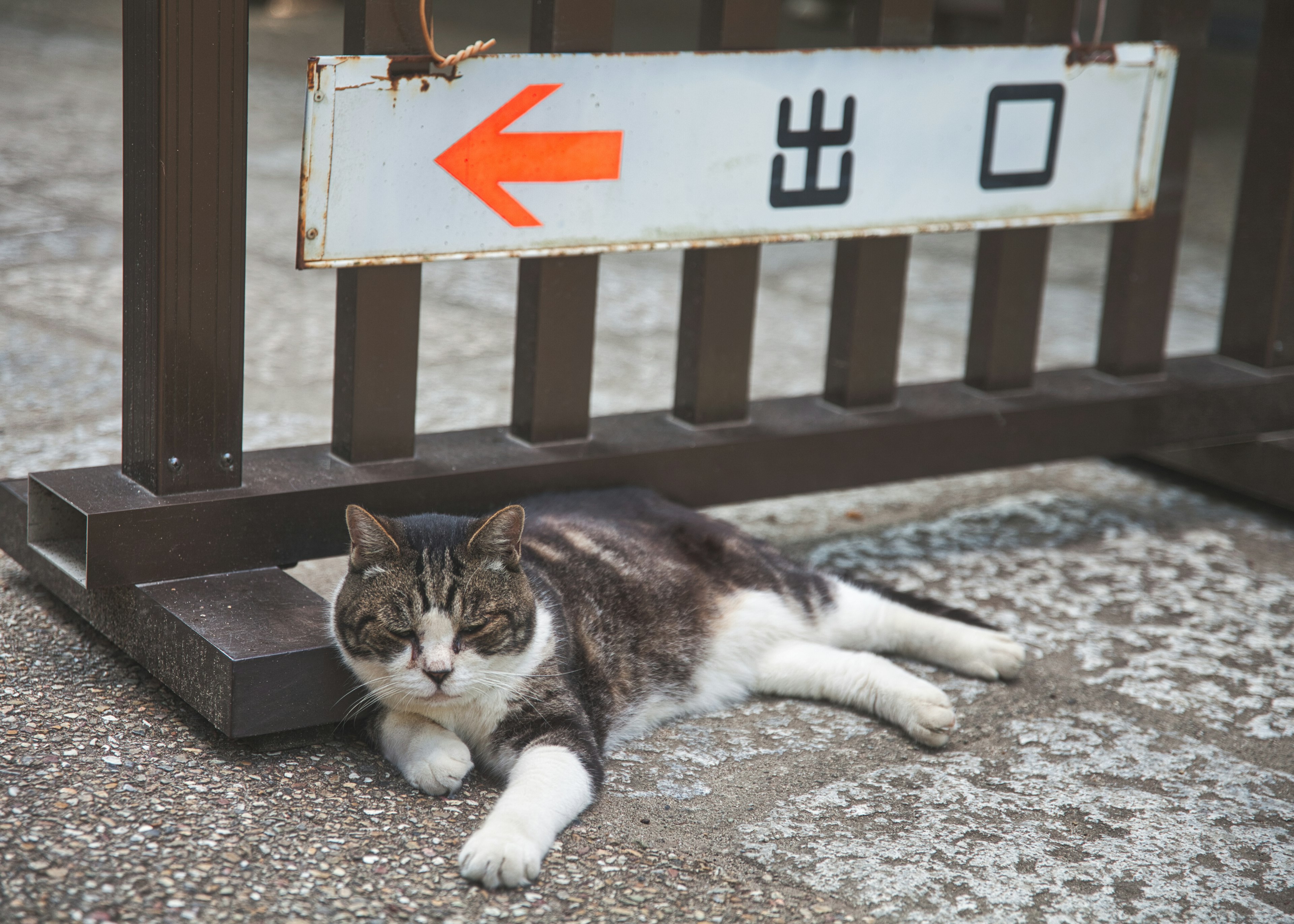 Un gatto sdraiato sotto un cartello con una freccia che punta a sinistra