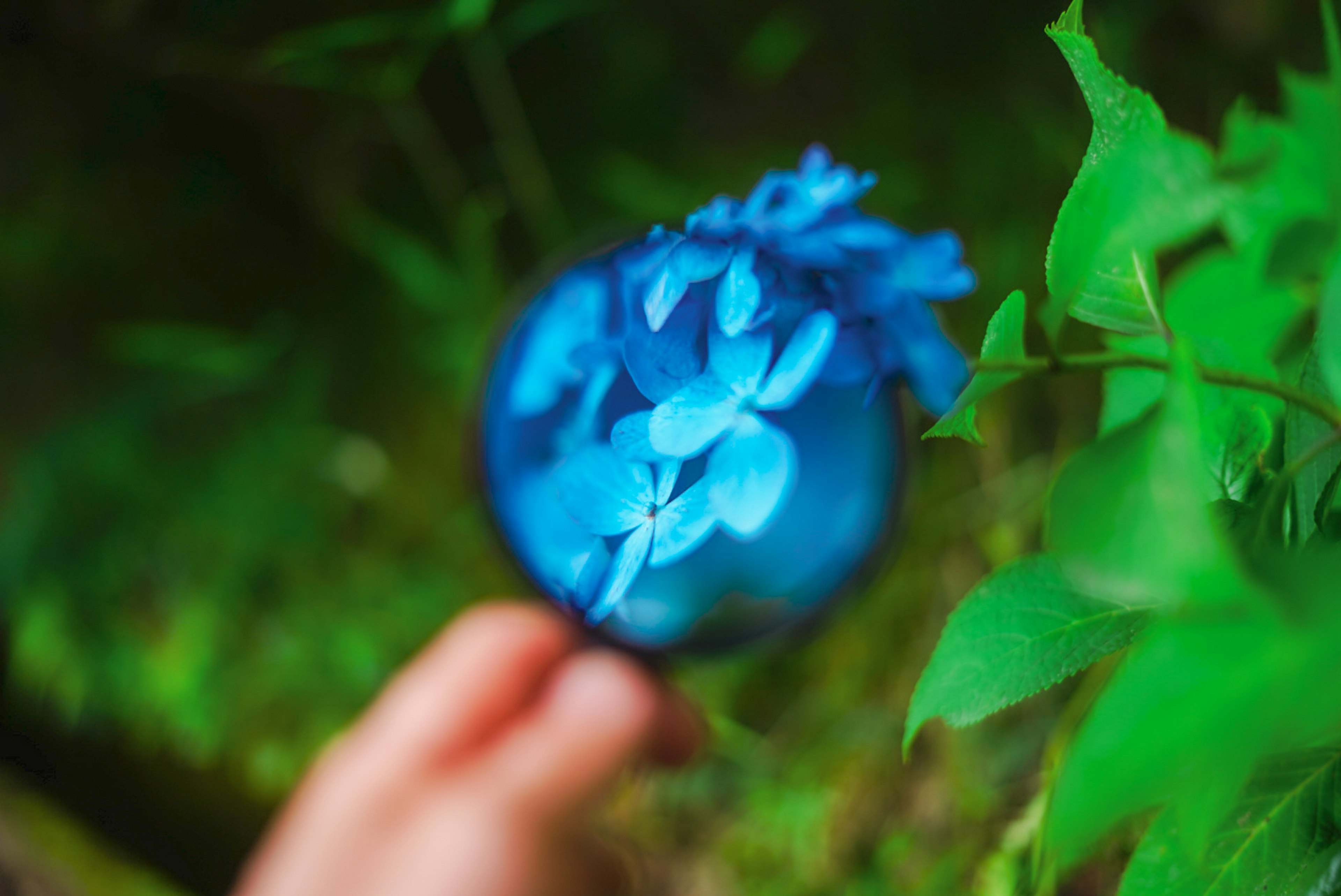 Hand hält eine Lupe, die auf blaue Blumen vor grünem Hintergrund fokussiert