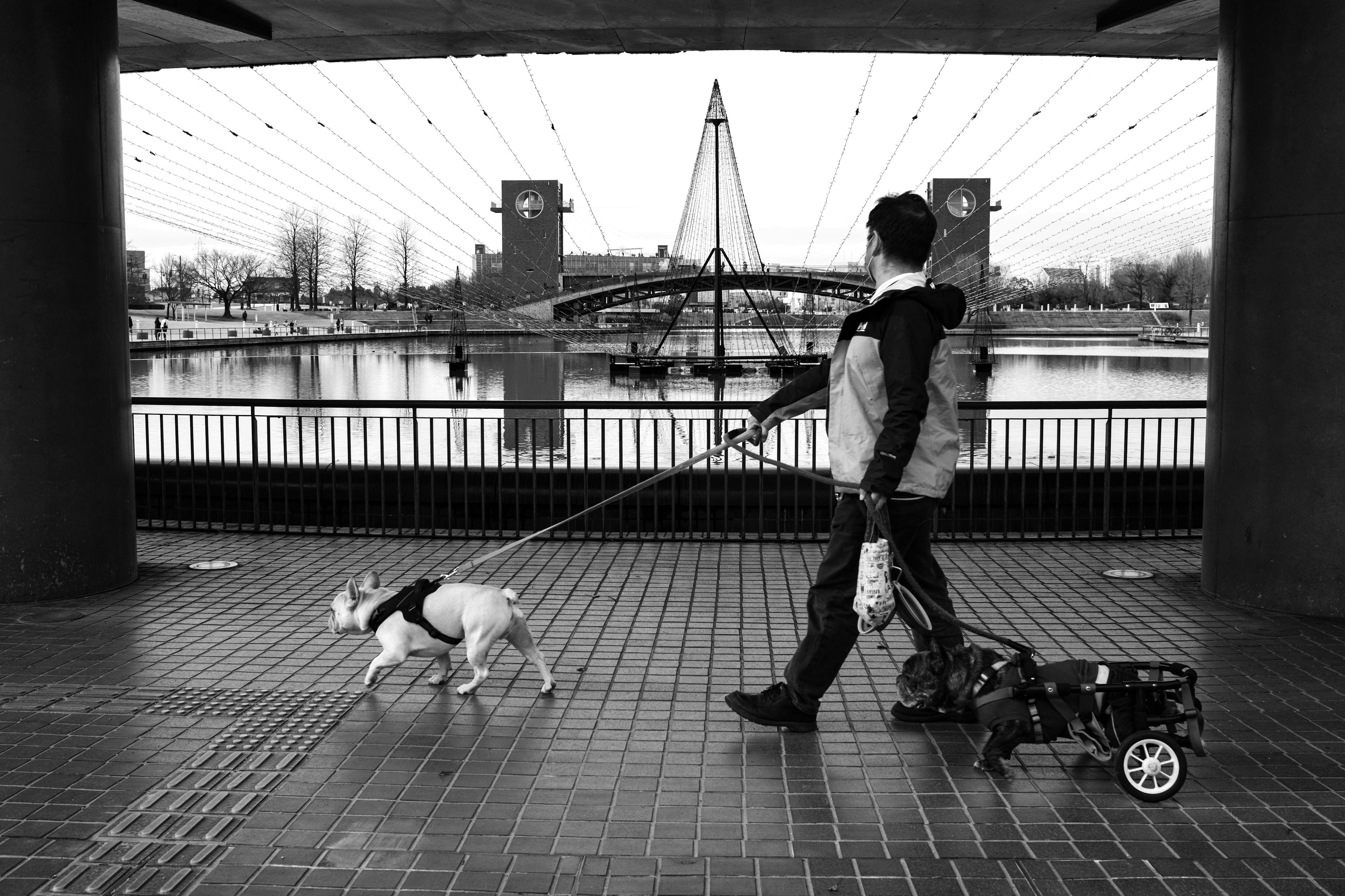 Ein Mann, der einen Hund in schwarz-weiß spazieren führt, mit einer Brücke im Hintergrund