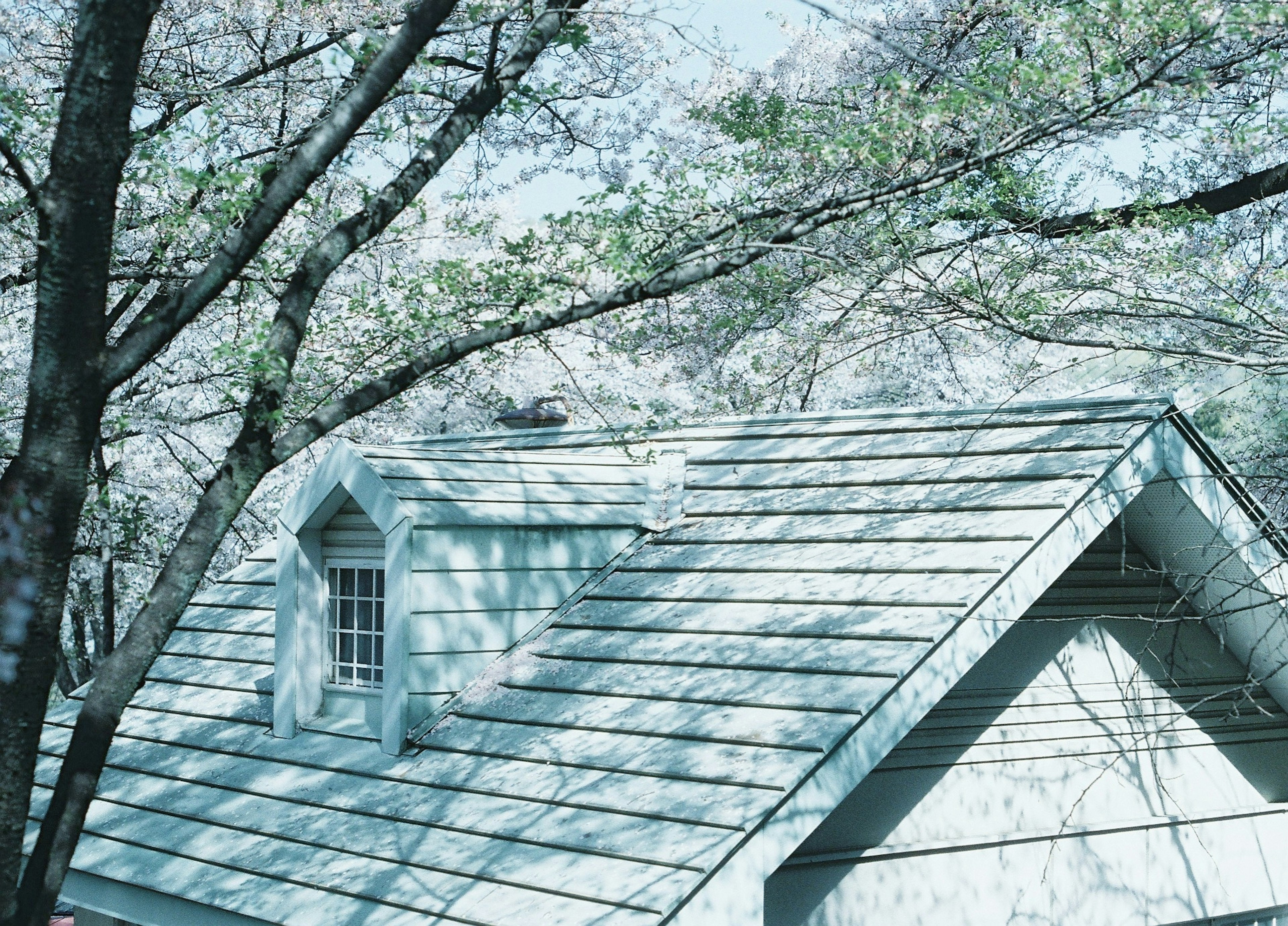 Tetto di casa con tonalità blu e ombre di alberi di ciliegio