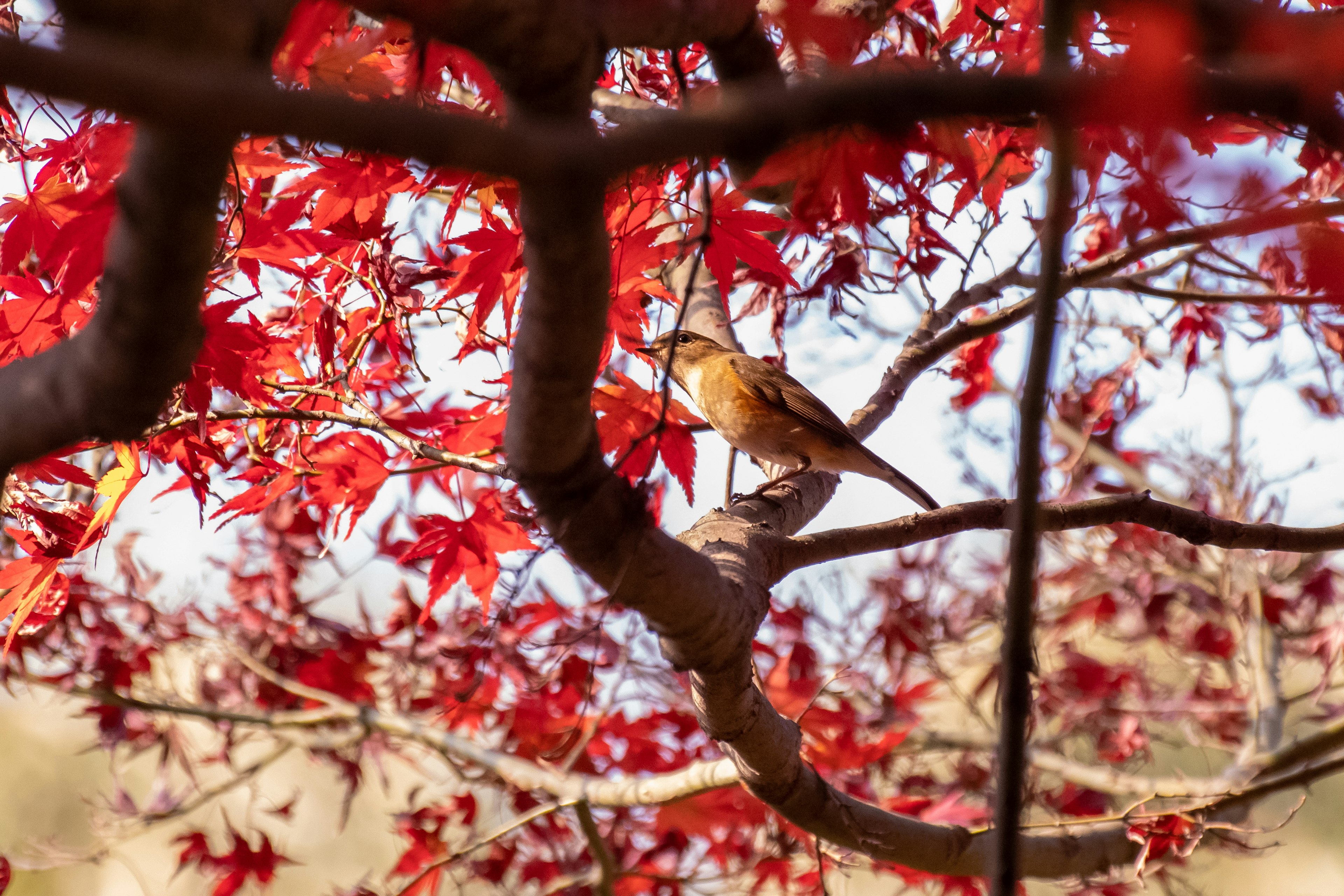 Un petit oiseau perché sur une branche parmi des feuilles rouges vives