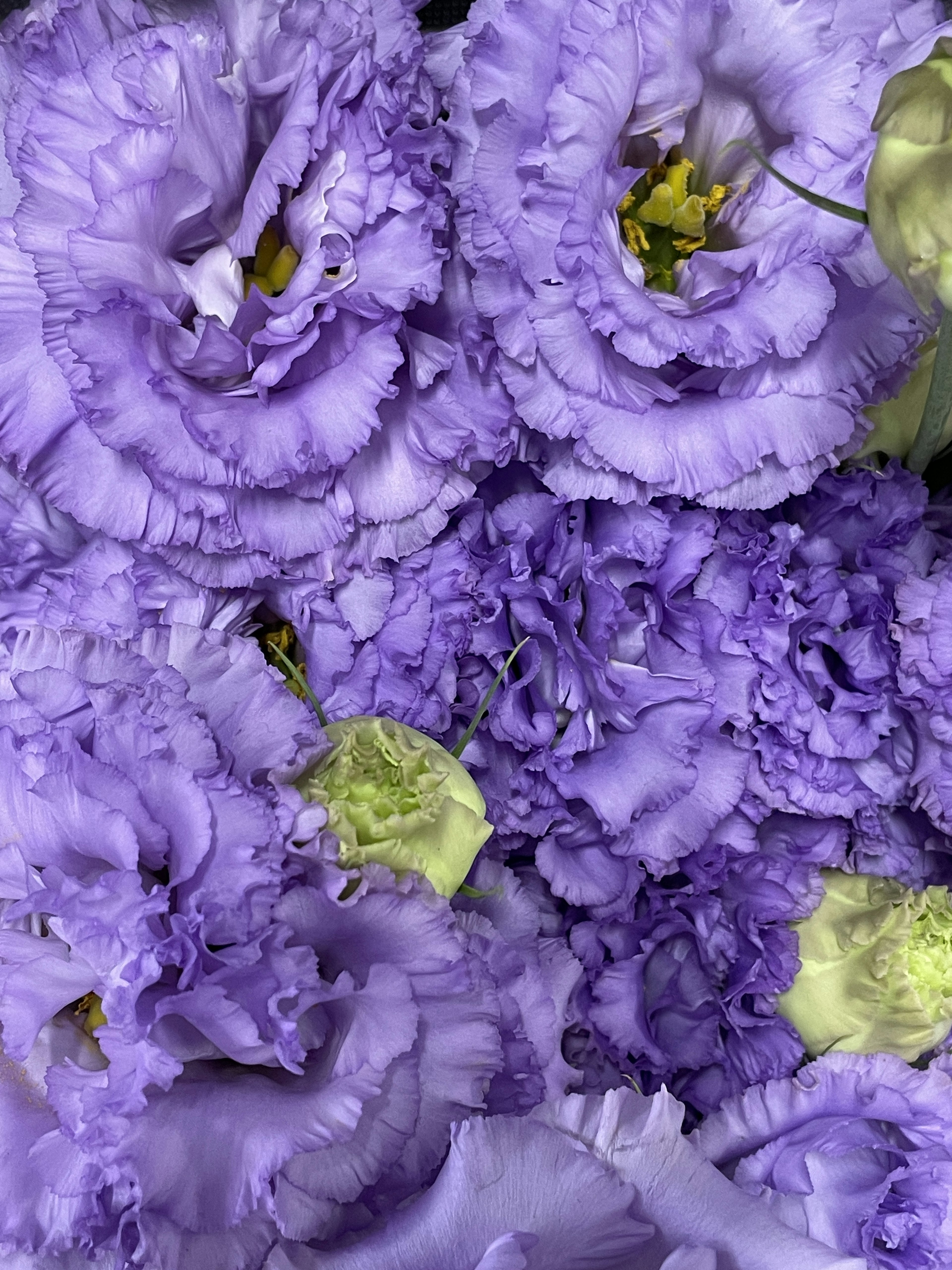 Acercamiento de hermosos pétalos de flores moradas superpuestos