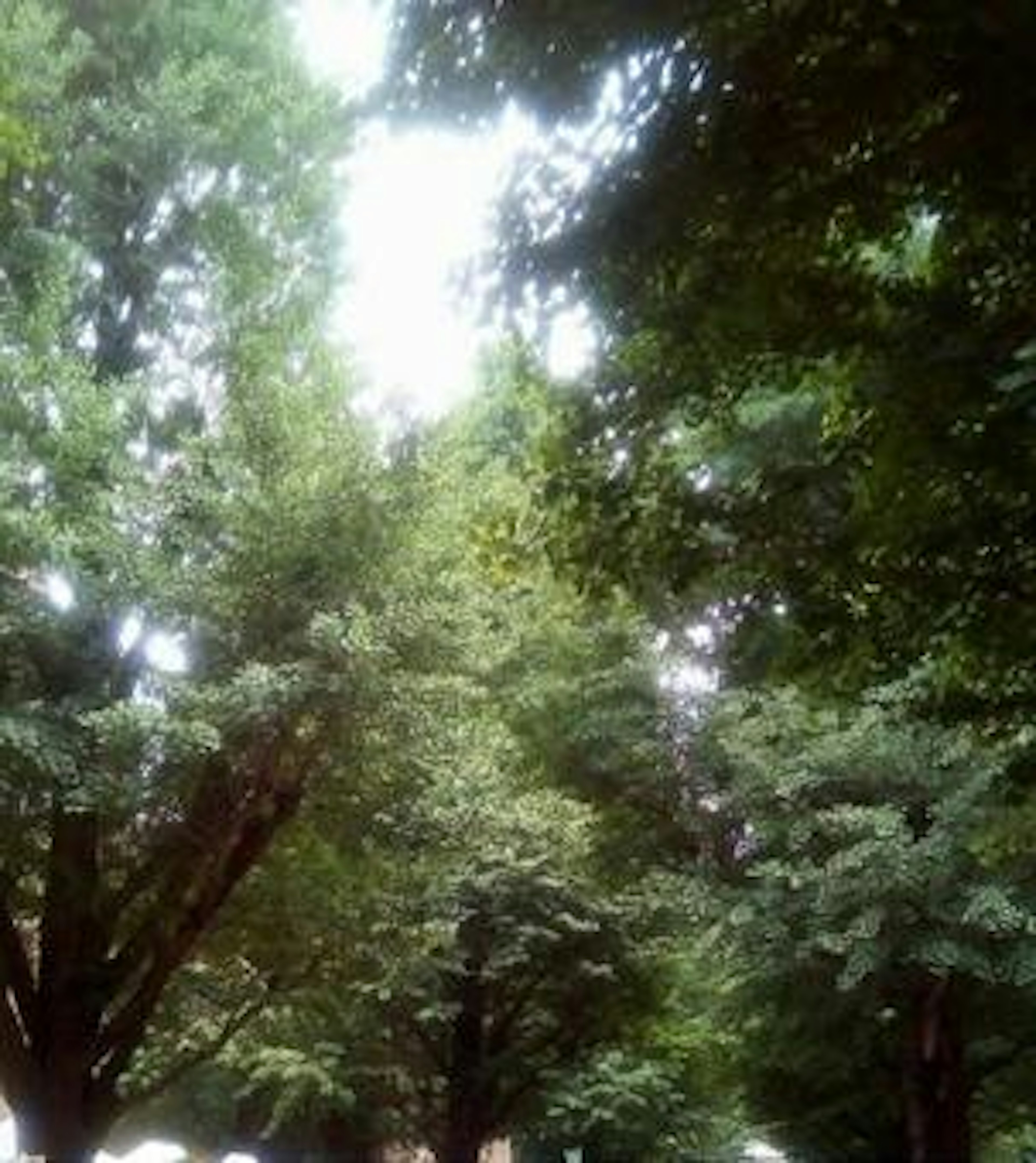 Un chemin entouré d'arbres verts luxuriants