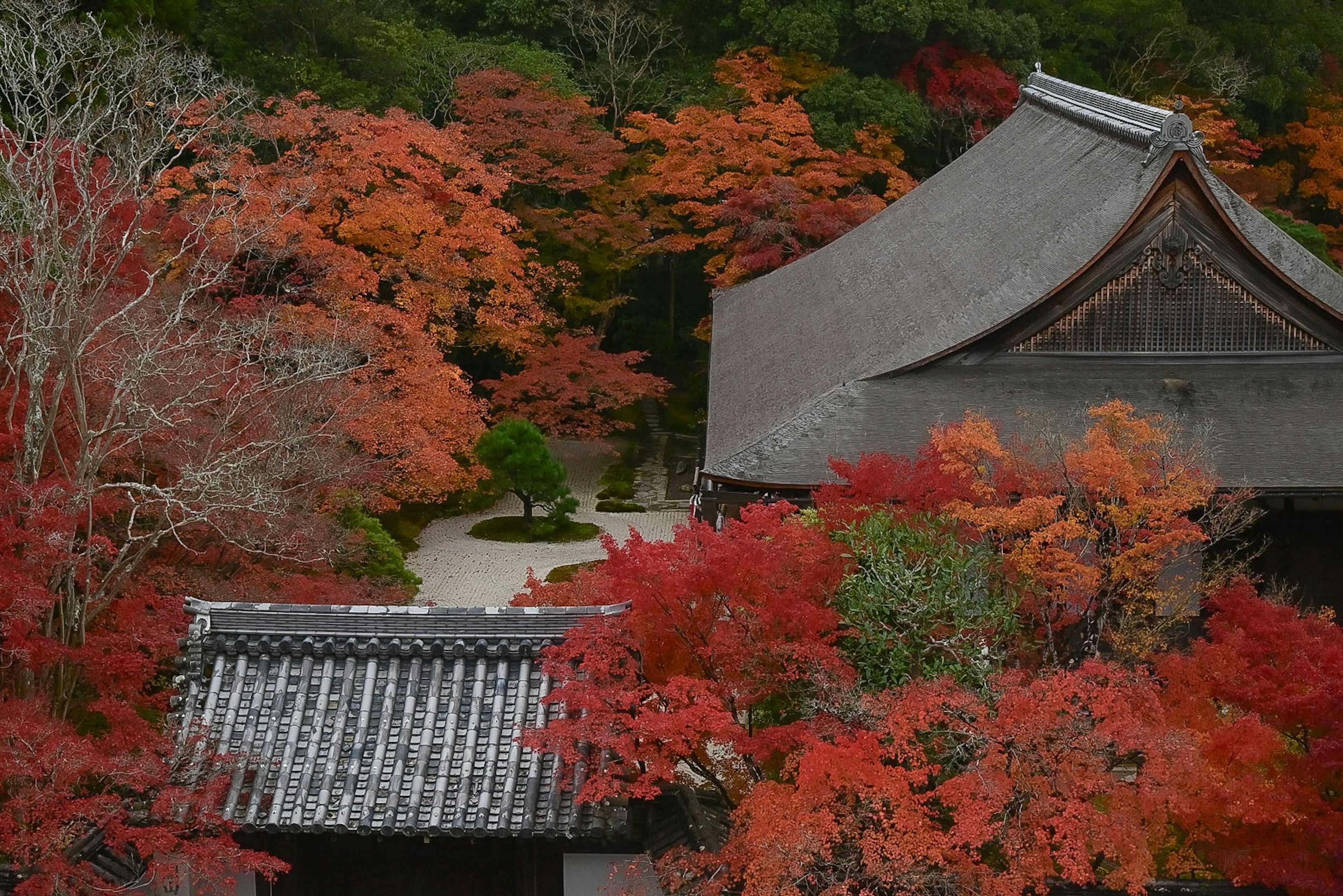 美しい紅葉に囲まれた伝統的な日本の建物の風景