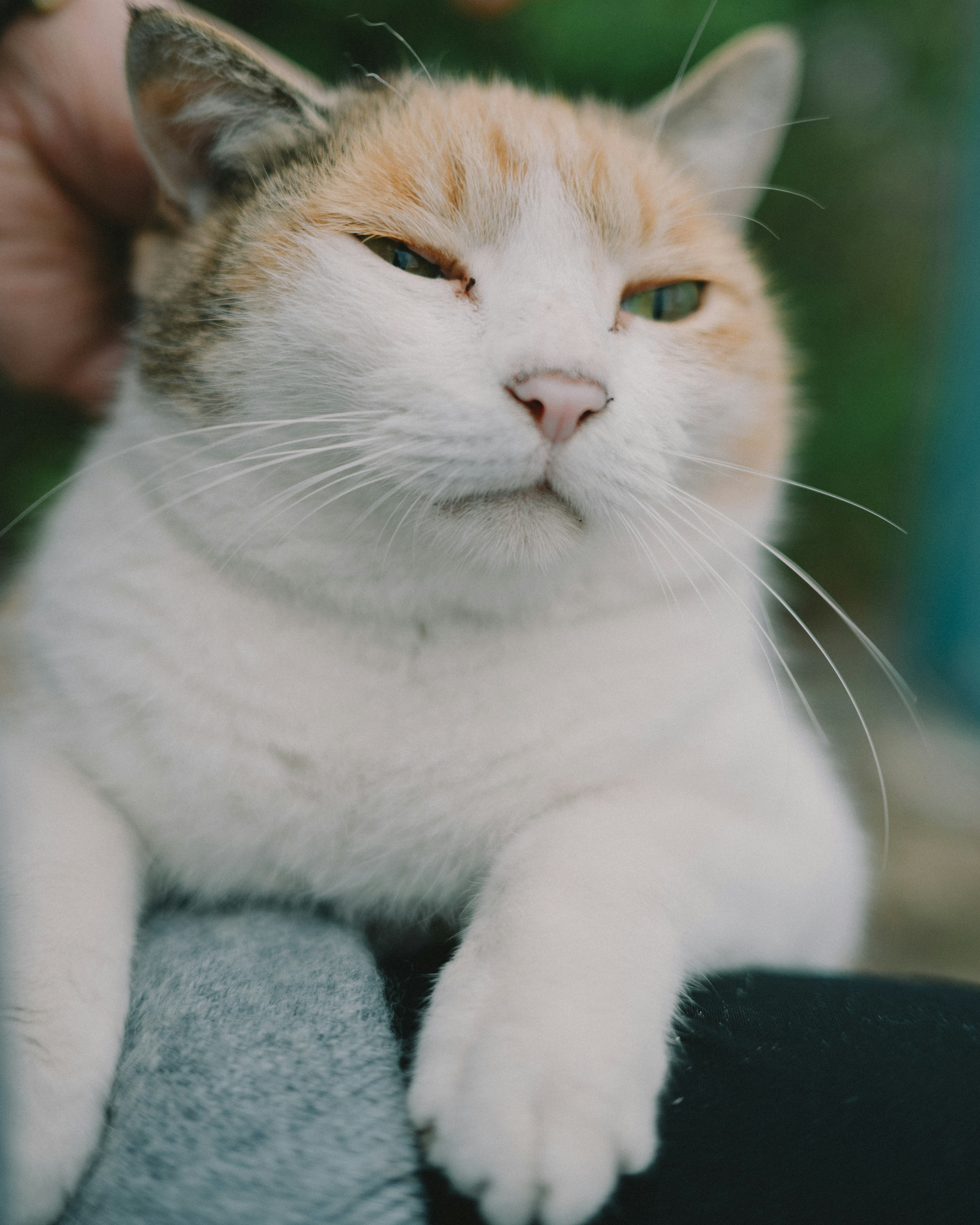 사람의 무릎 위에 앉아 있는 편안한 흰색과 오렌지색 털을 가진 고양이