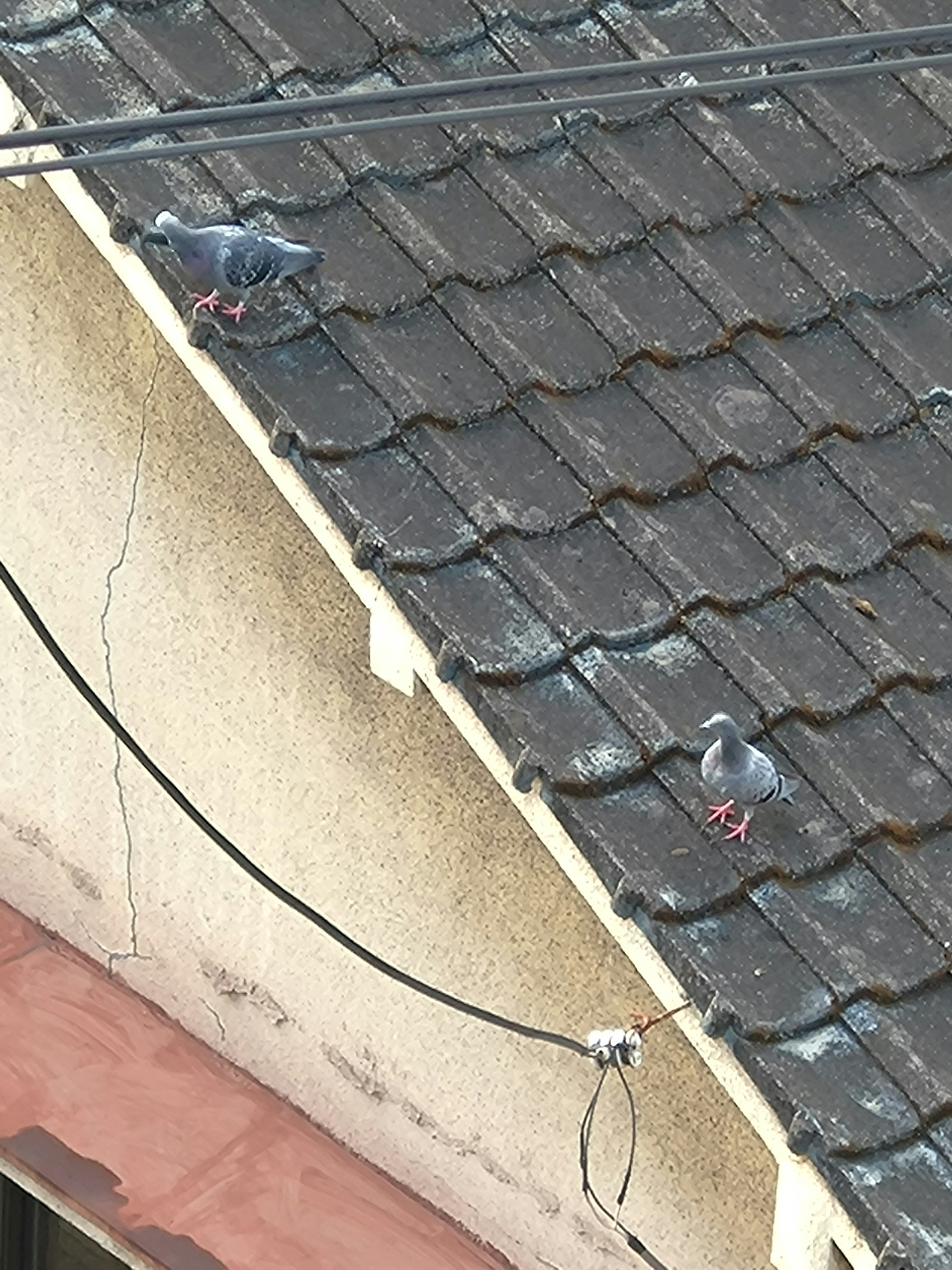 Deux pigeons sur un toit en tuiles avec texture visible