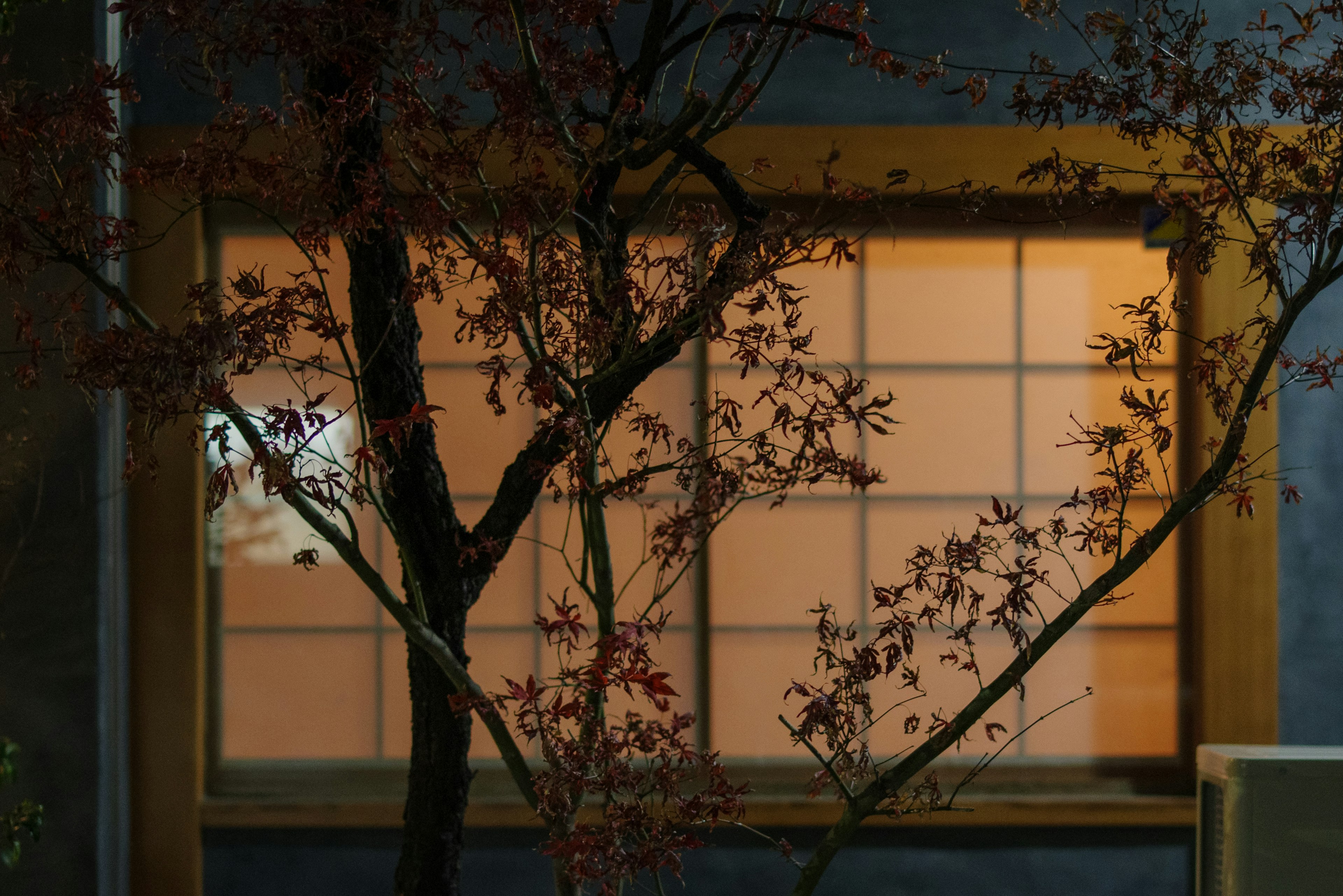 Silhouette of a Japanese house window at night with bare branches